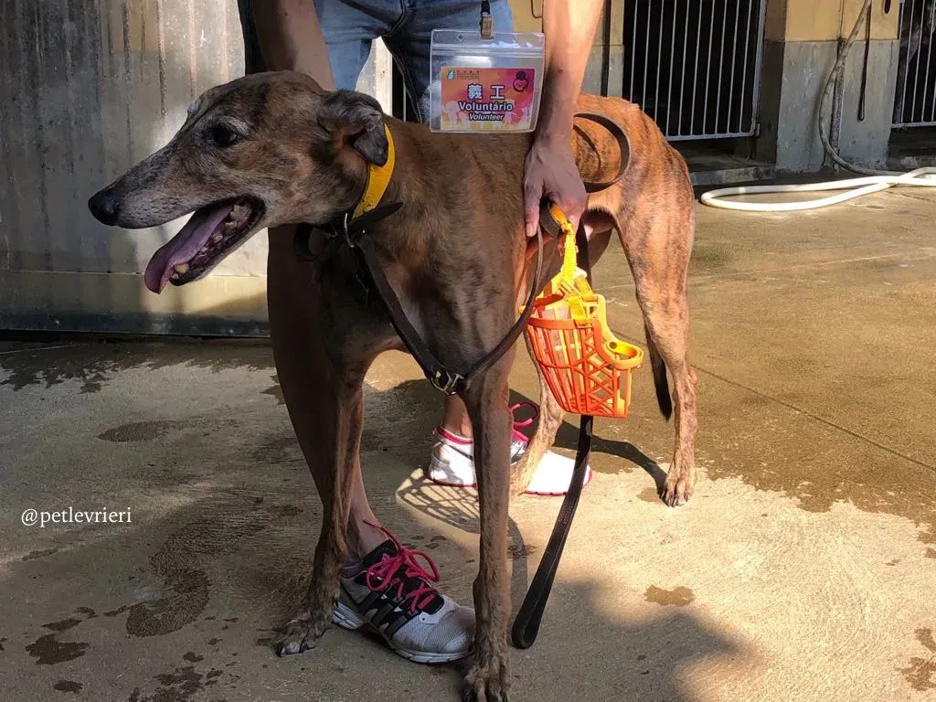 4 aogiri sen adozione greyhound macao