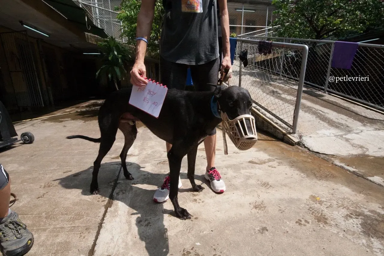 4 as boy adozione greyhound macao