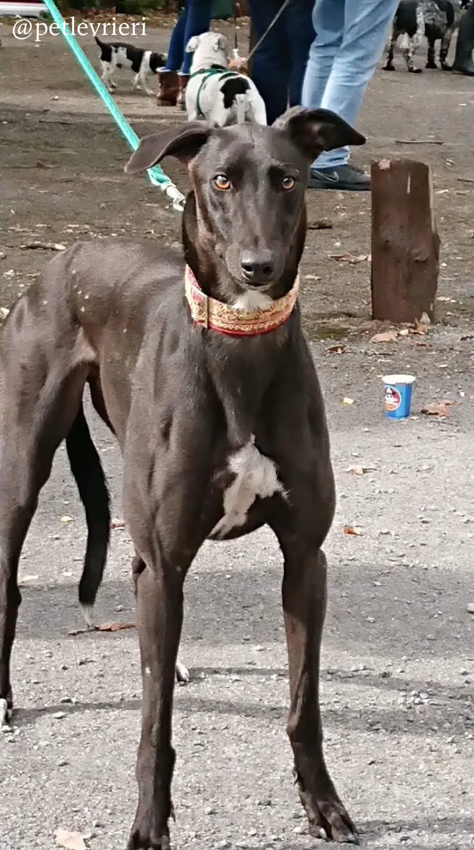 4 ash adozione levrieri greyhound 1