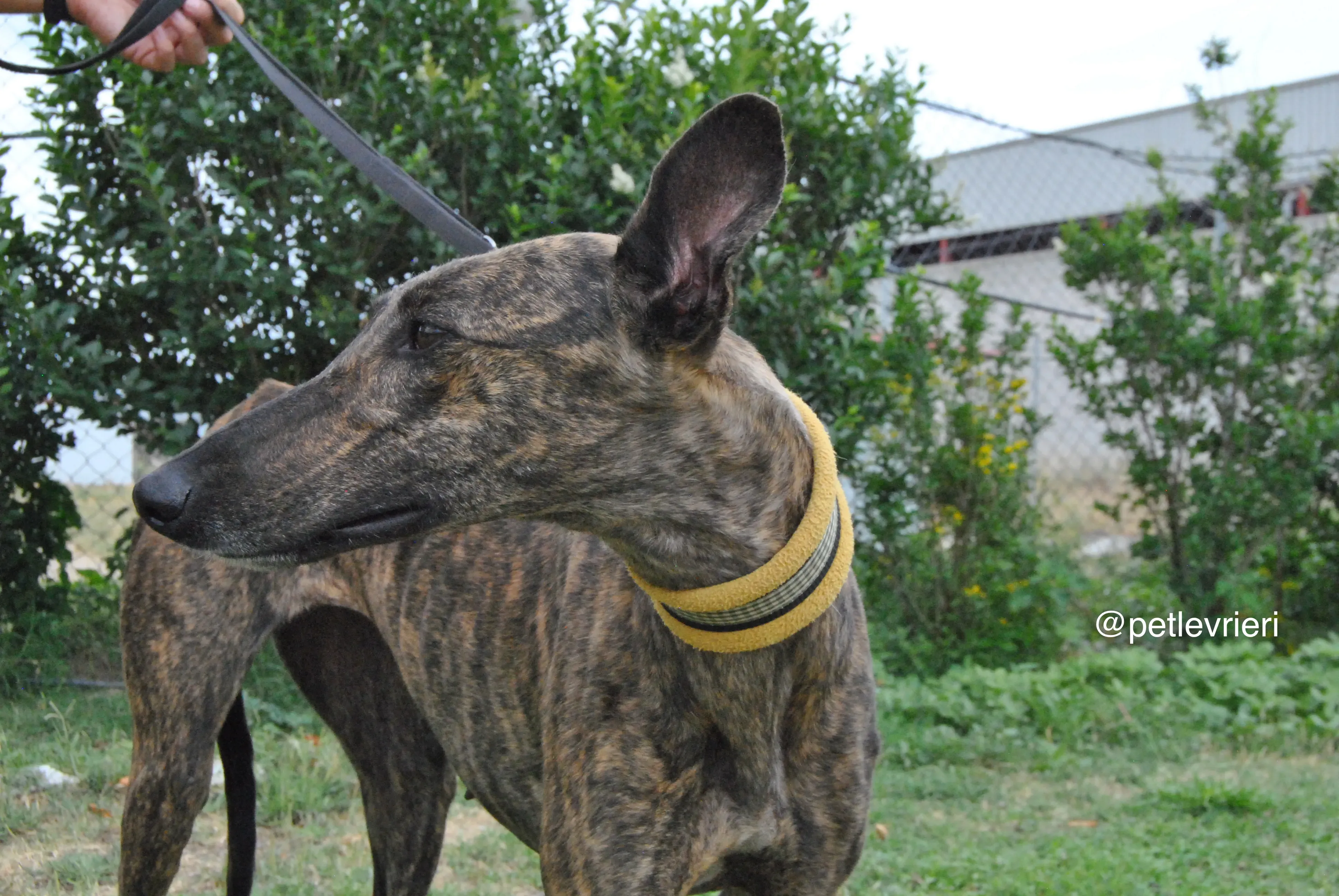 4 bala adozione levrieri galgo