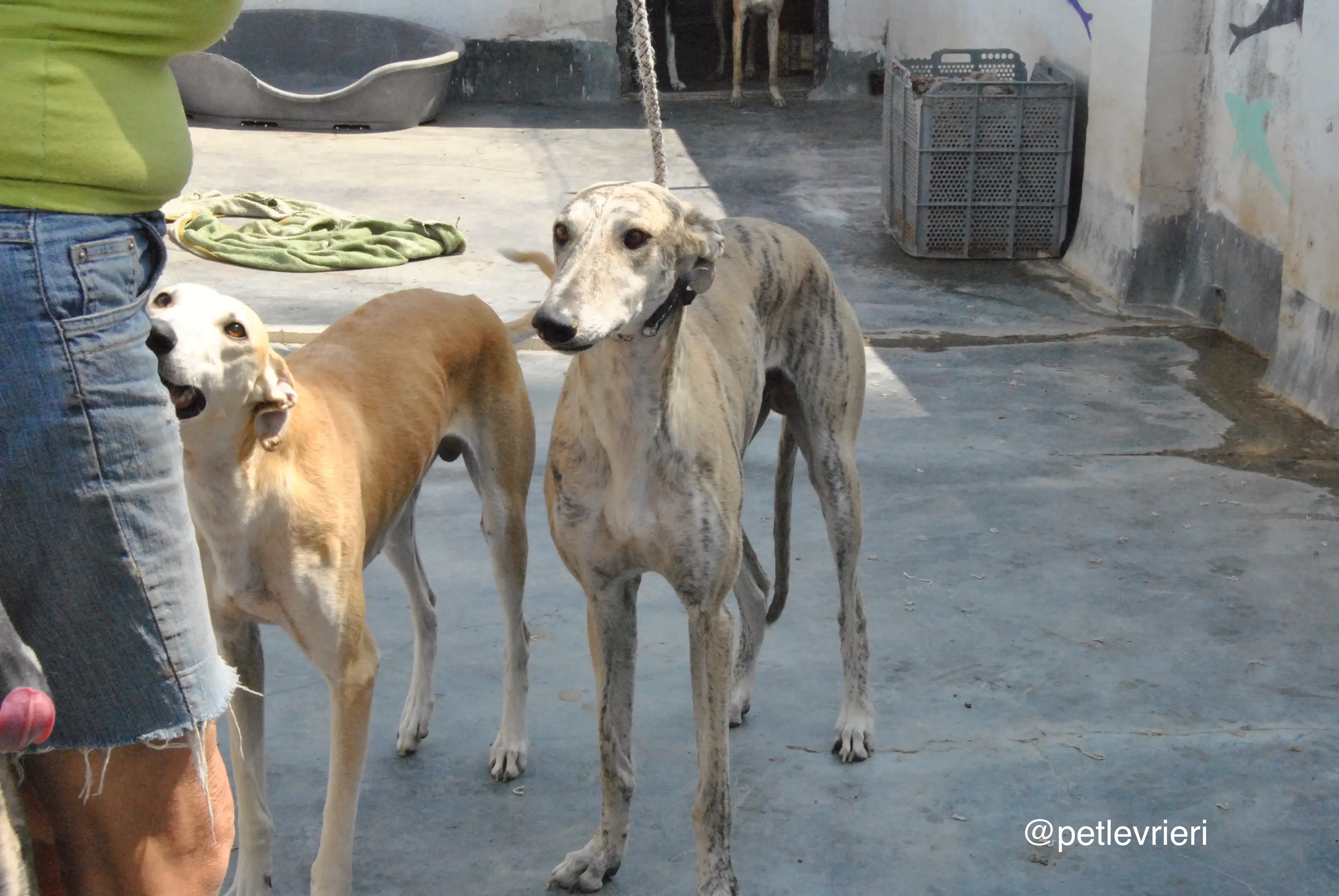 4 bastorin adozione levrieri galgo 1