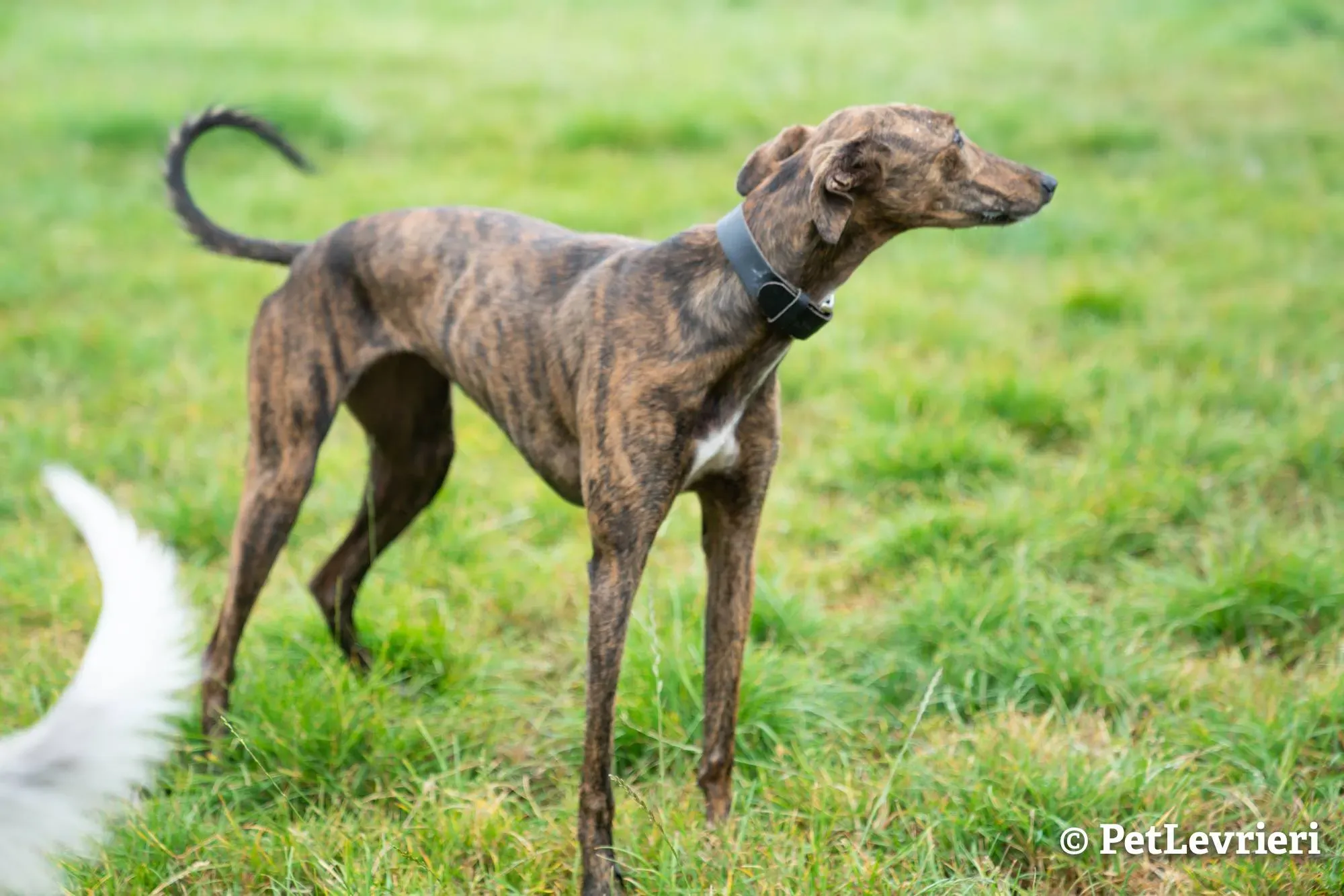 4 bella adozione levrieri greyhound