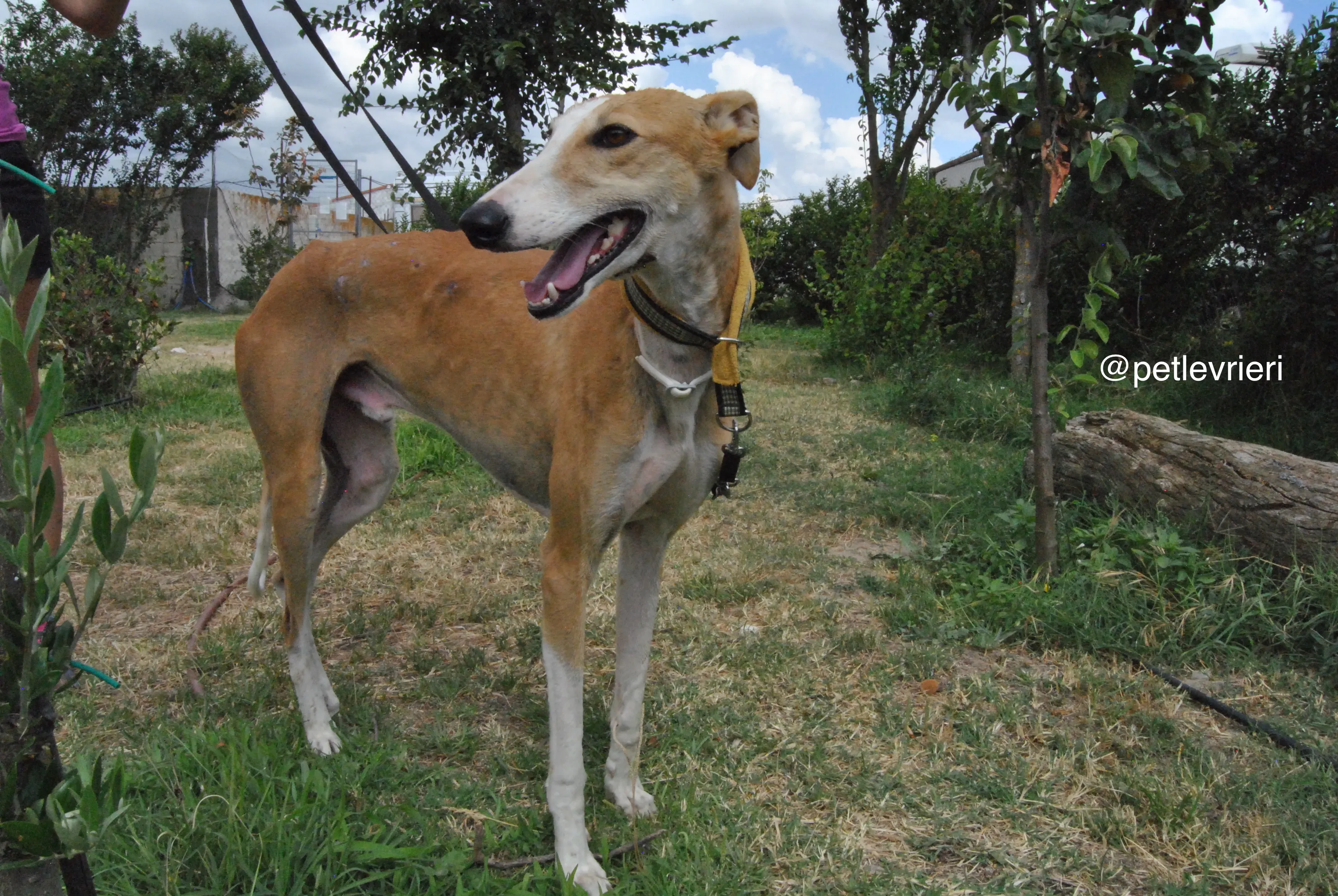 4 bisky adozione levrieri galgo