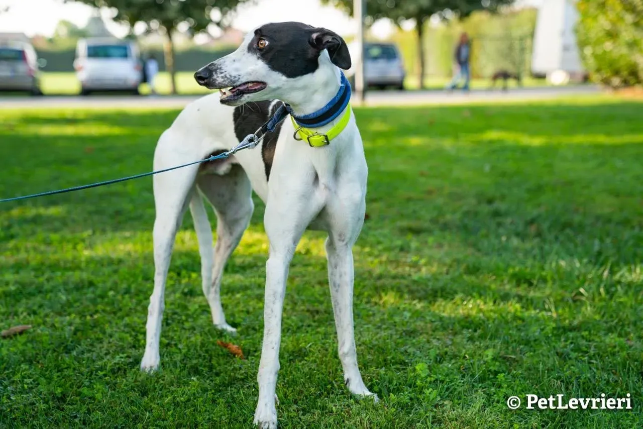 4 bob adozione levrieri greyhound