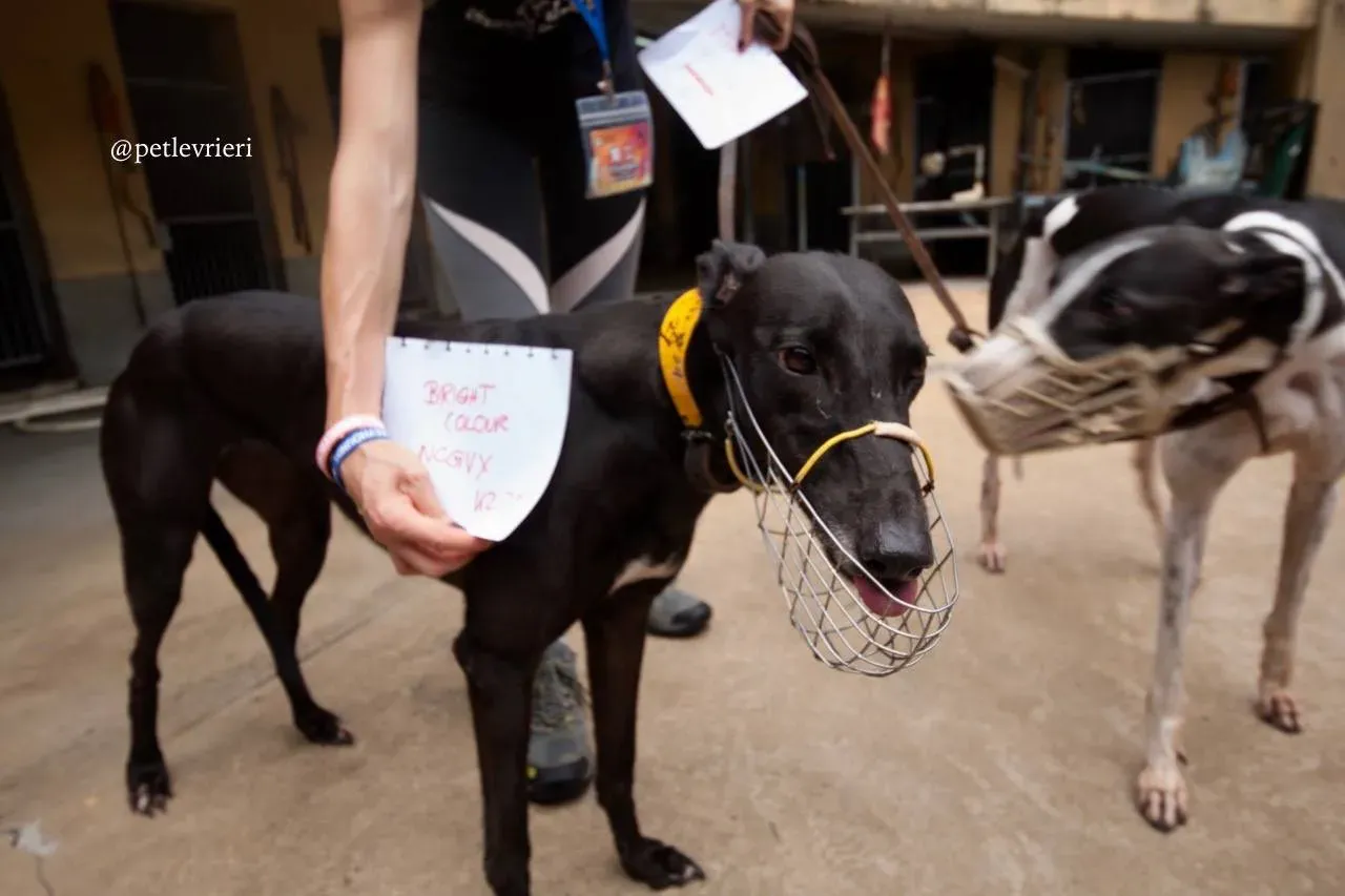 4 bright colour adozione greyhound macao