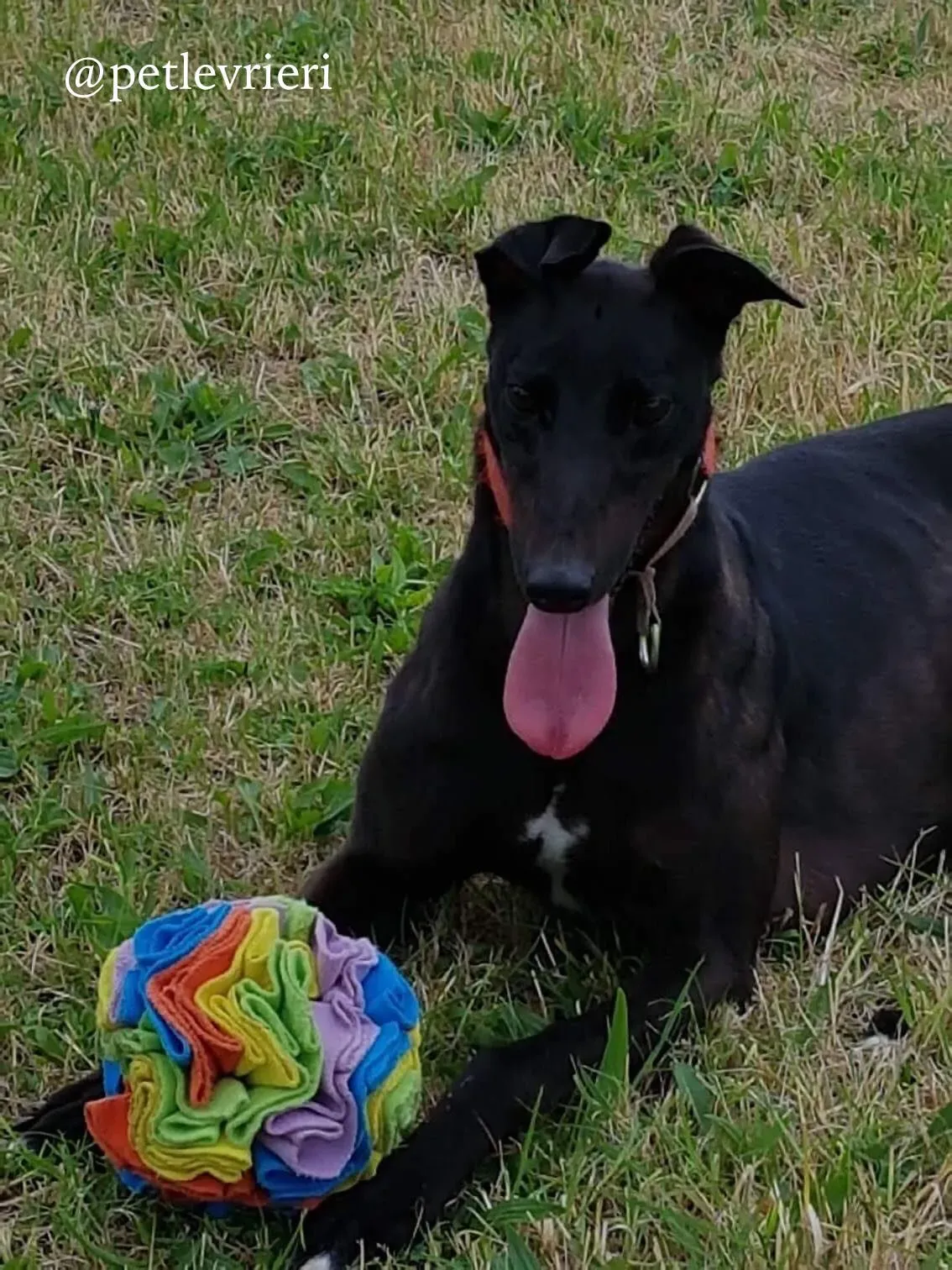 4 bucksie adozione levrieri greyhound