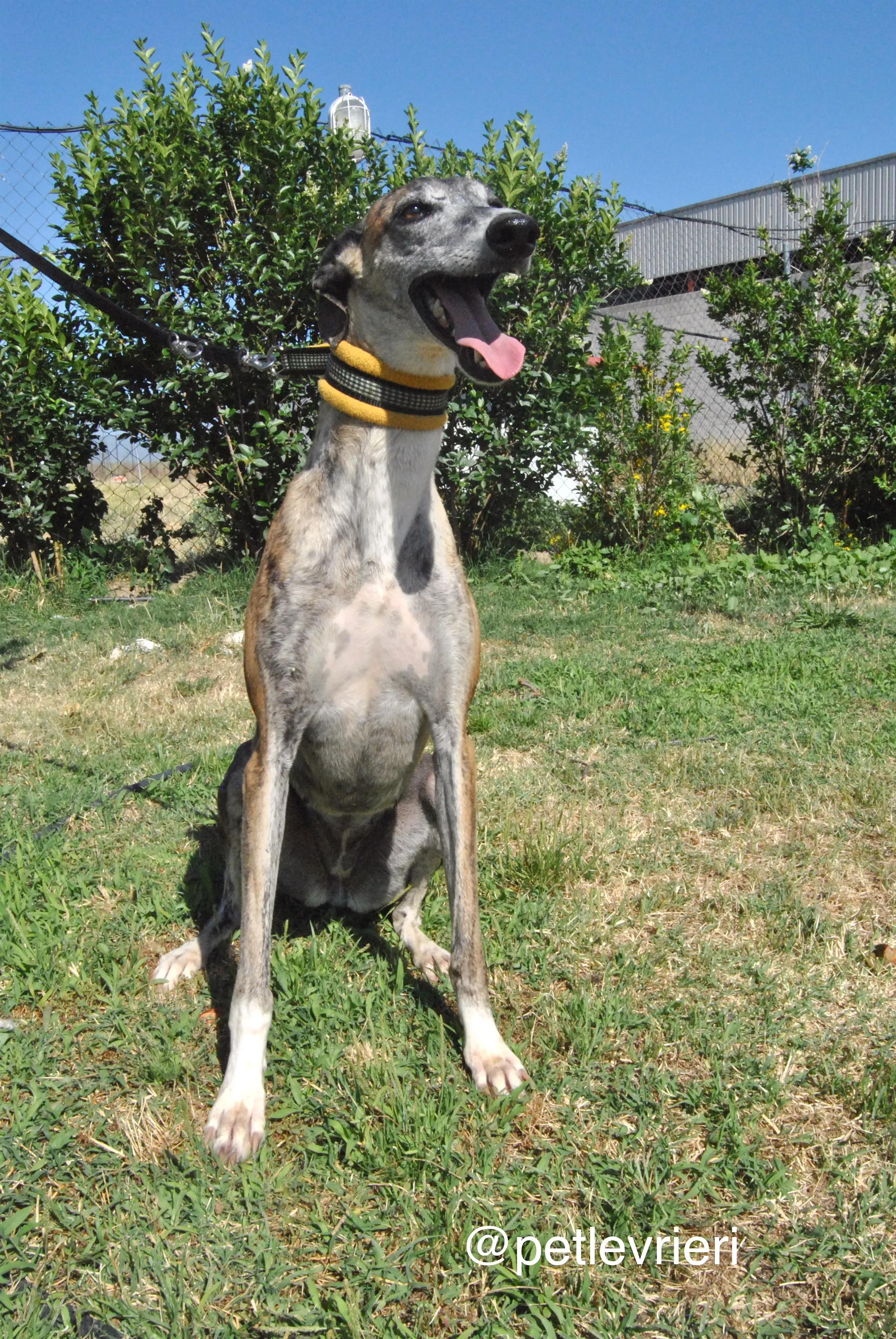 4 campanera adozione levrieri galgo
