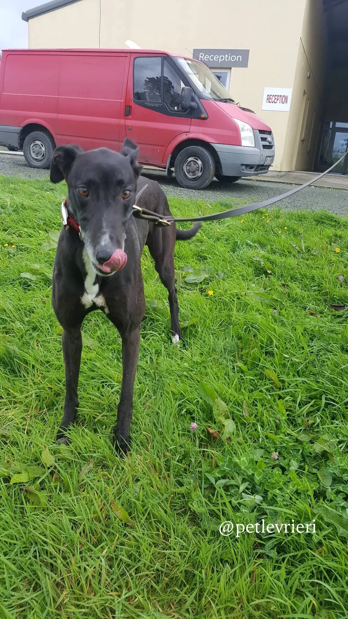 4 clancy adozione greyhound