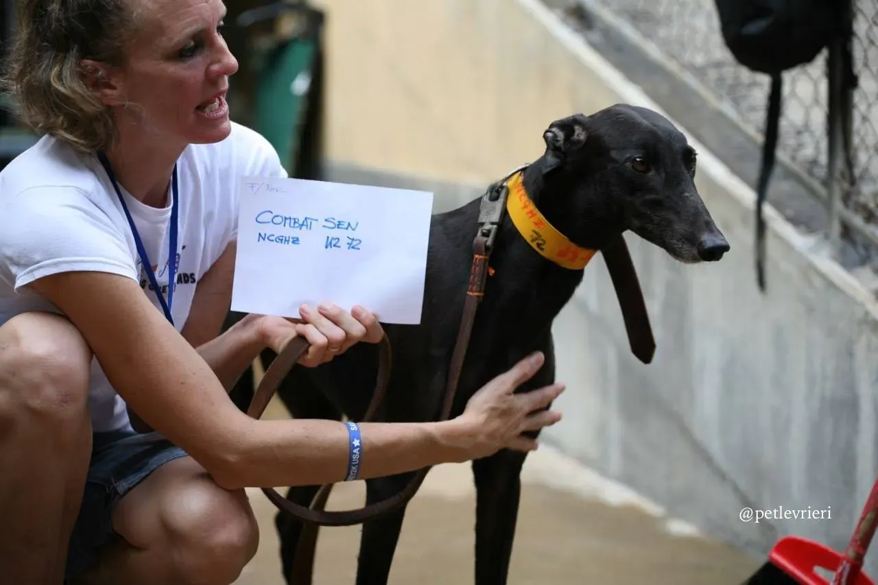 4 combat sen adozione greyhound macao