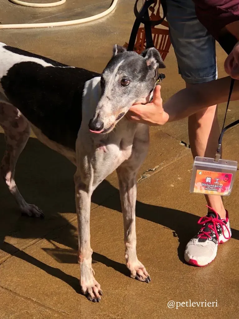 4 cyns crusader adozione greyhound macau