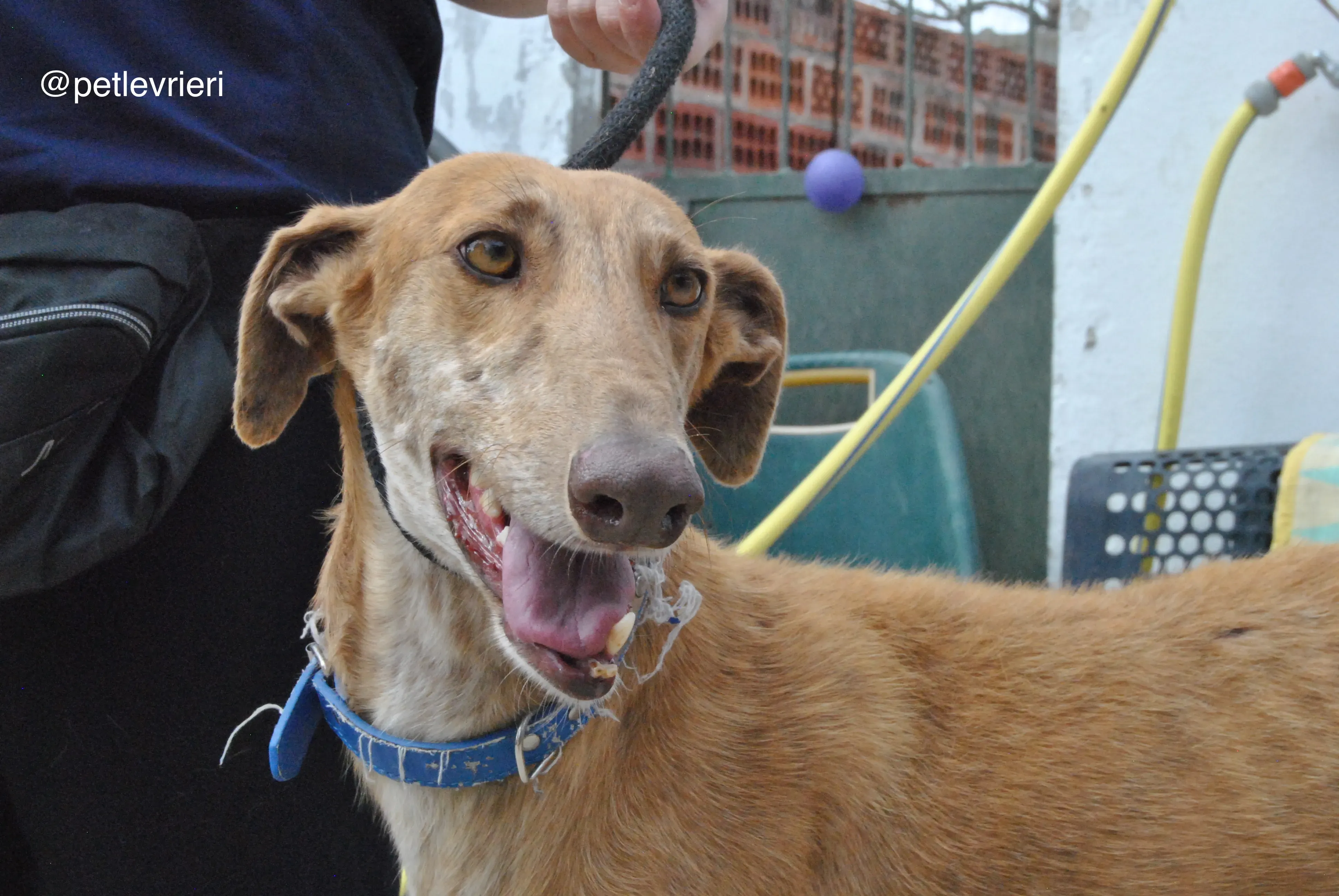 4 dali adozione levrieri galgo