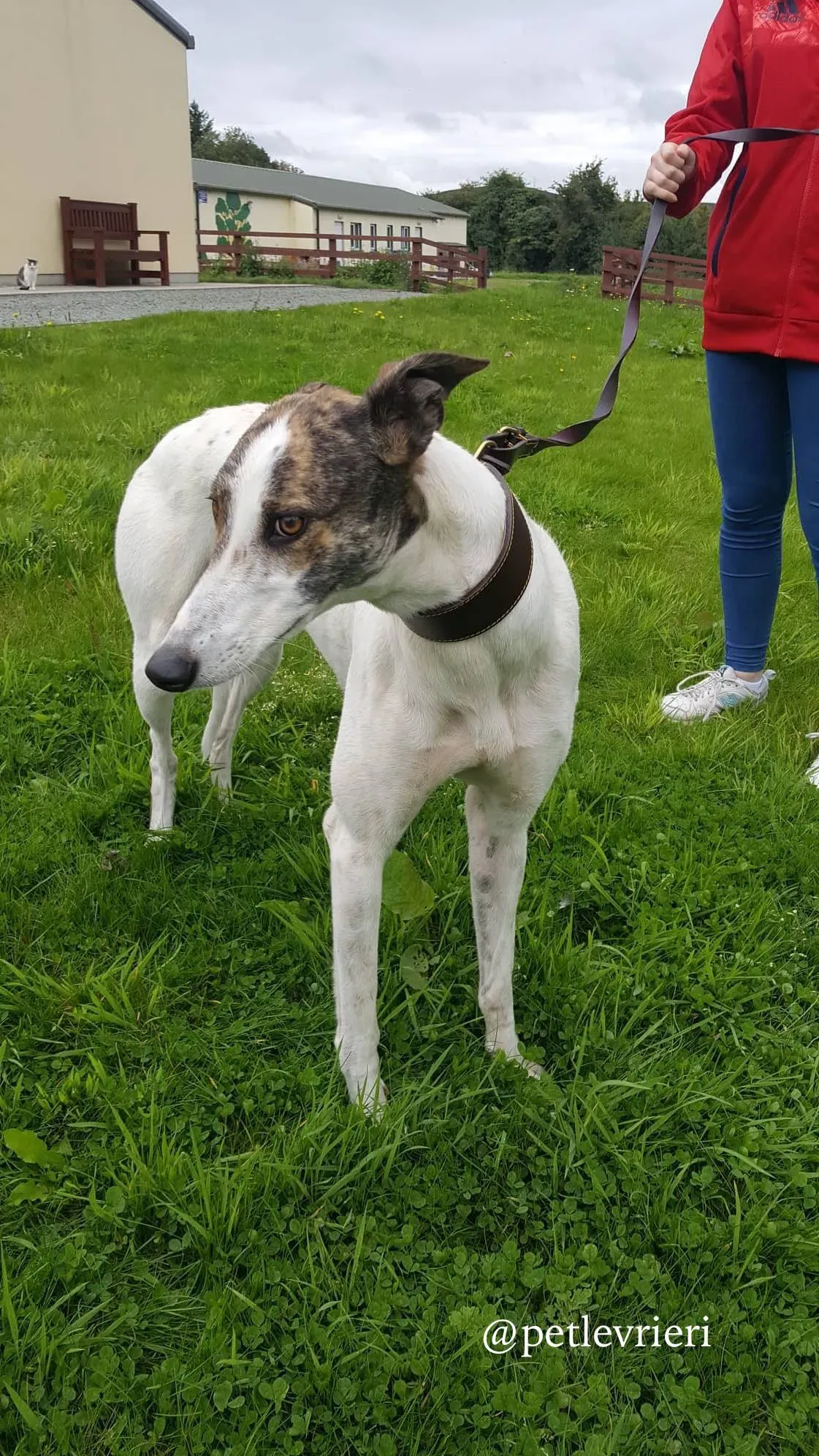 4 deva adozione greyhound