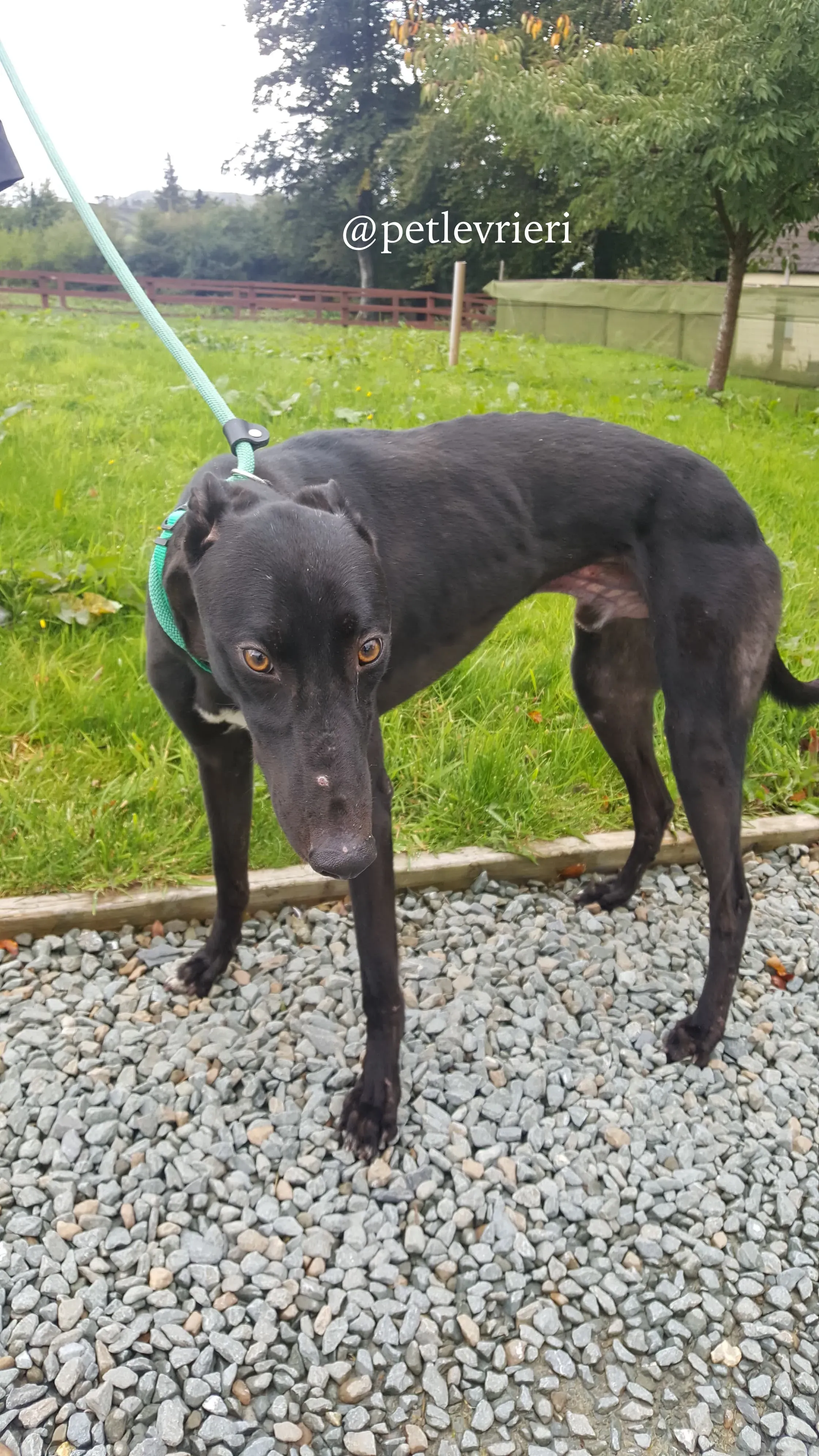 4 doc adozione greyhound