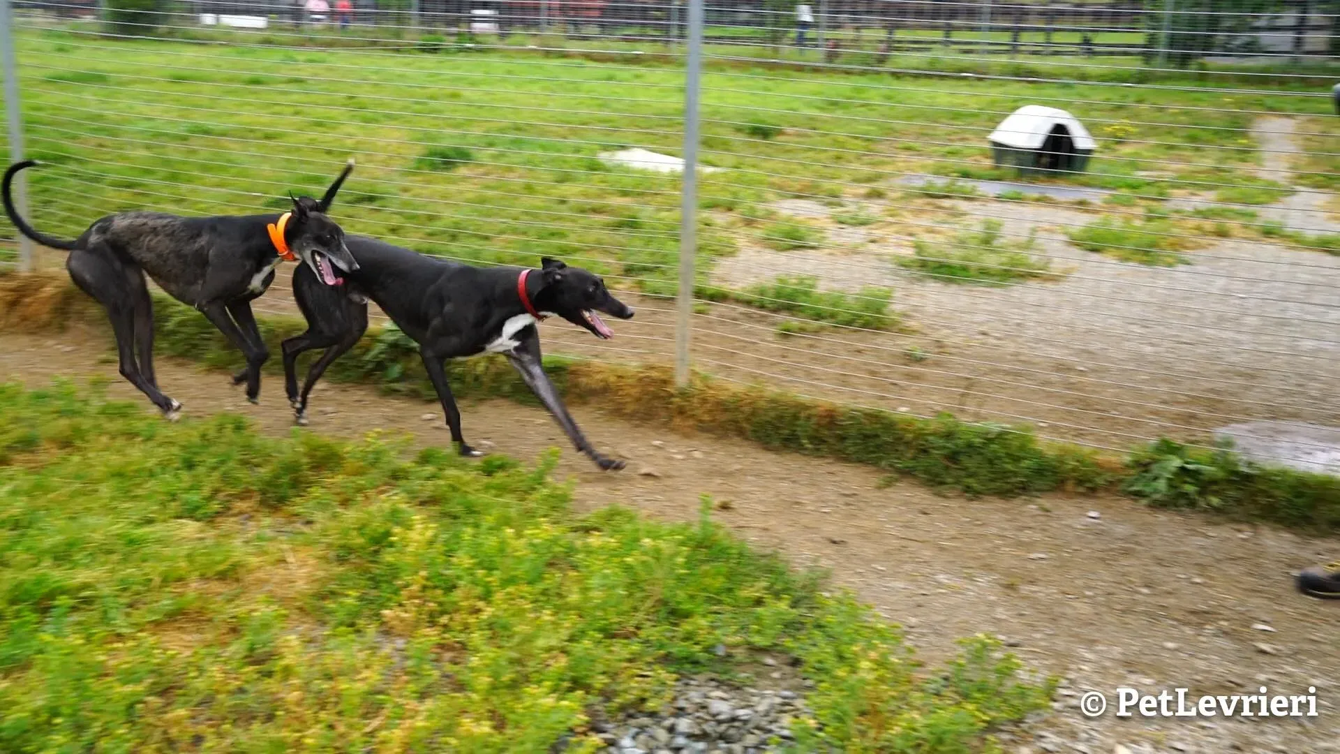 4 ed adozione levrieri greyhound