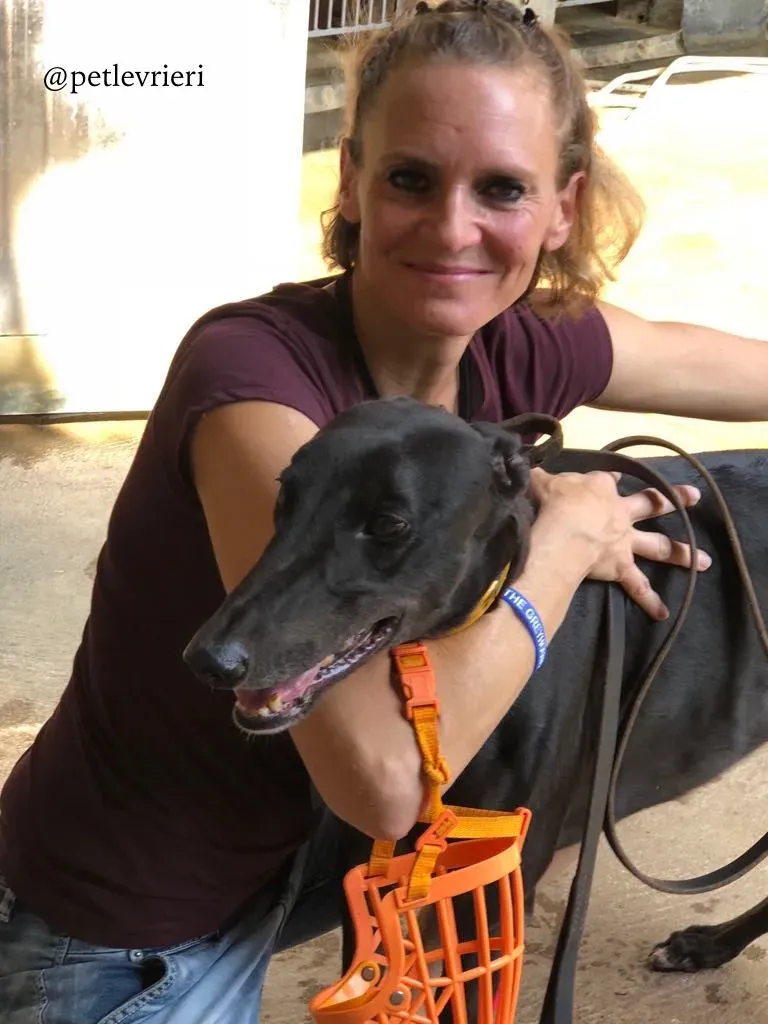 4 fear the beat adozione greyhound macao