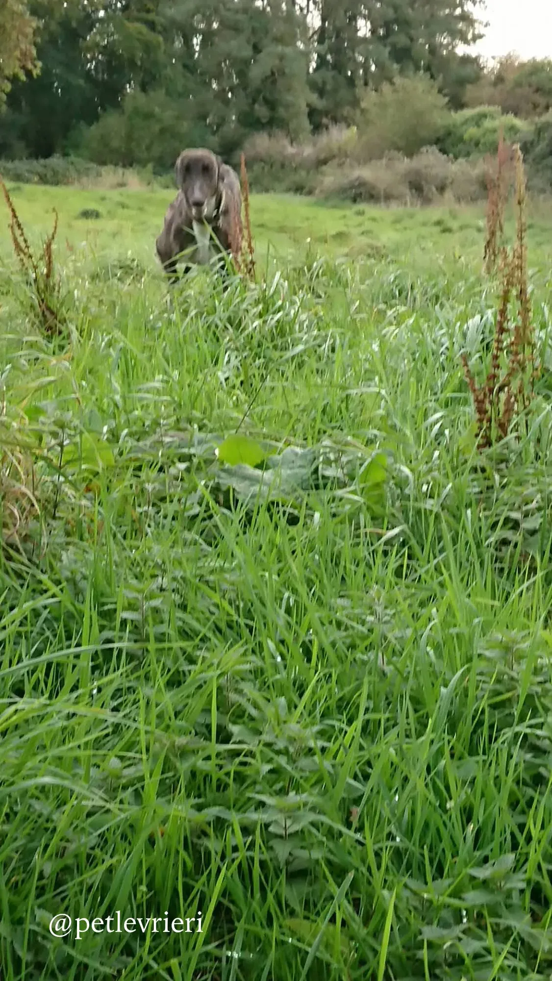 4 femi adozione levrieri greyhound