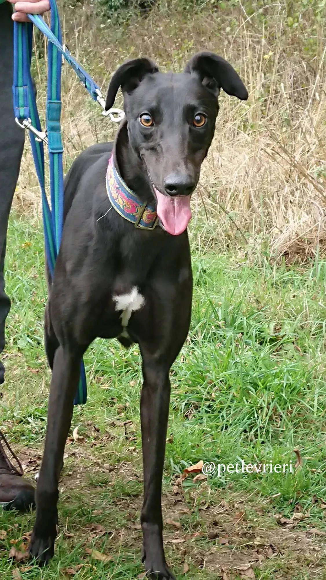 4 folami adozione levrieri greyhound