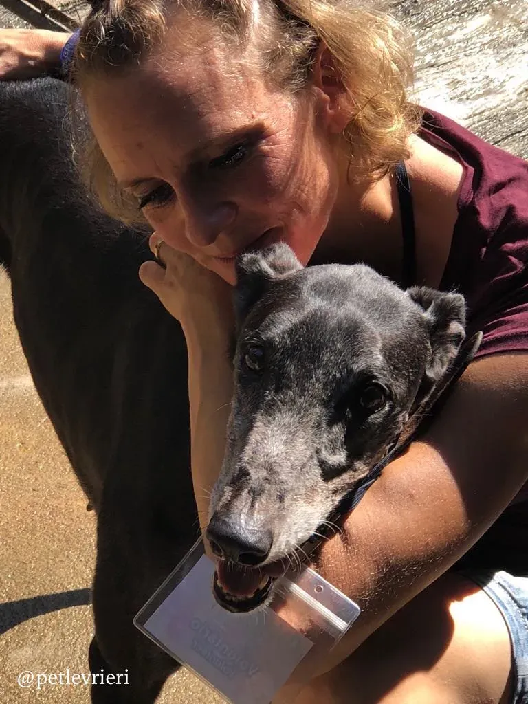 4 full house adozione greyhound macao