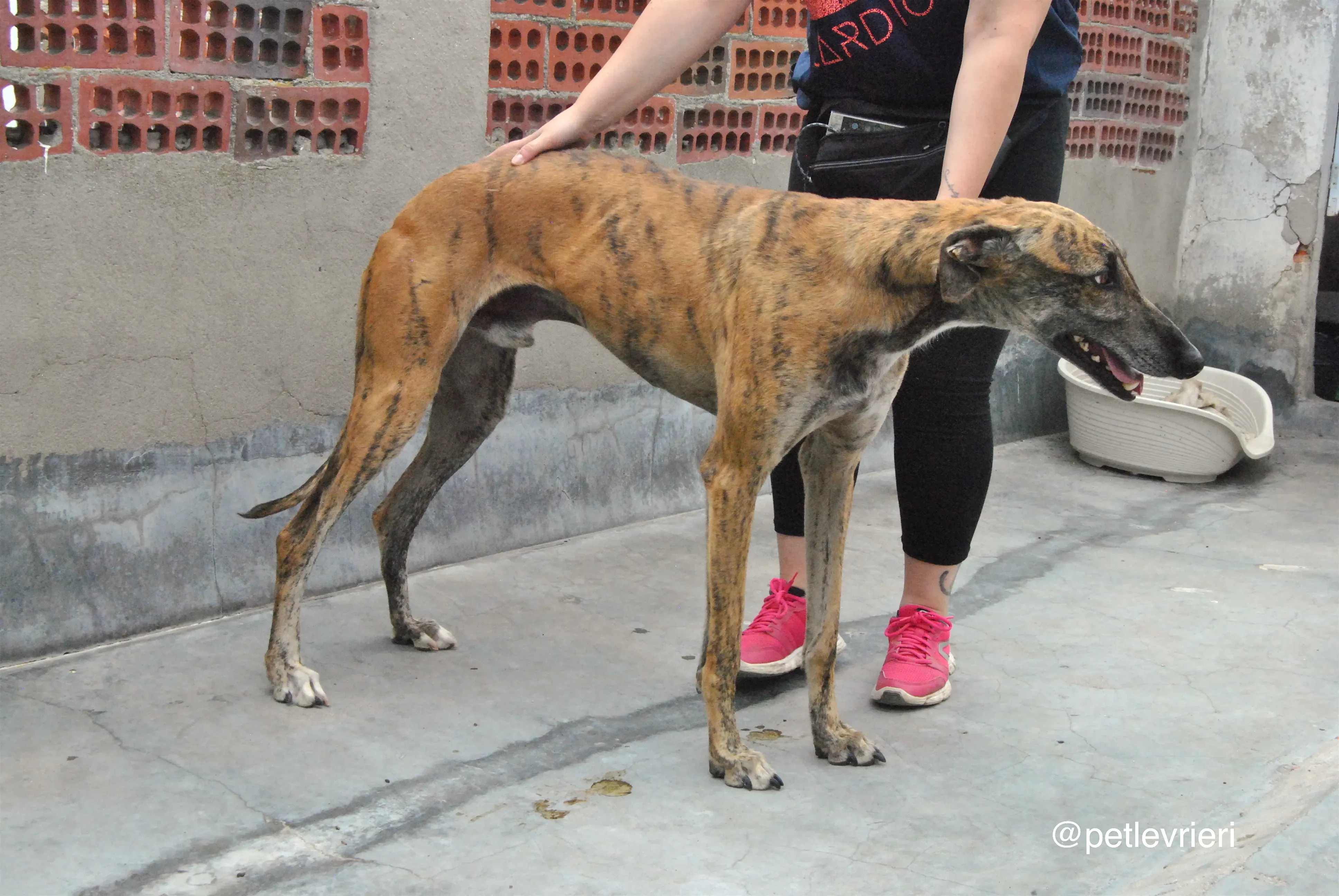 4 furia adozione levrieri galgo 1