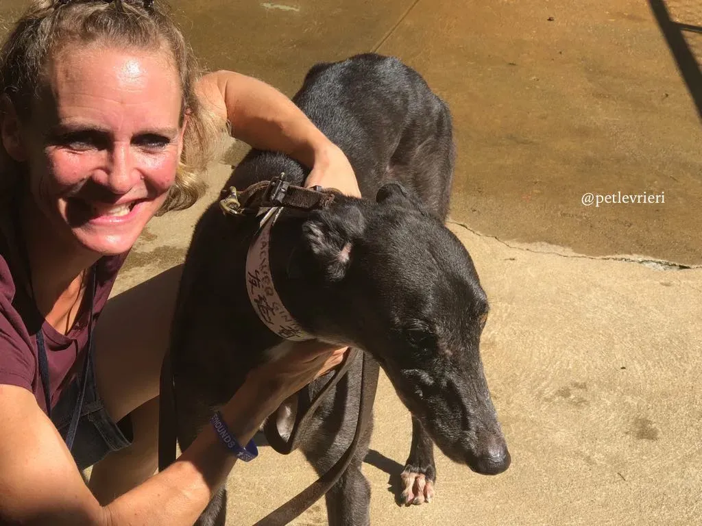 4 genius.com adozione greyhound macao