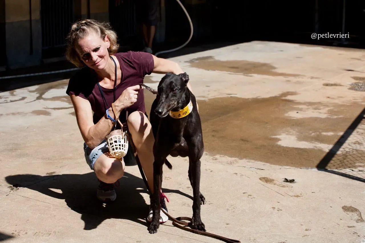 4 golden signify adozione greyhound macao