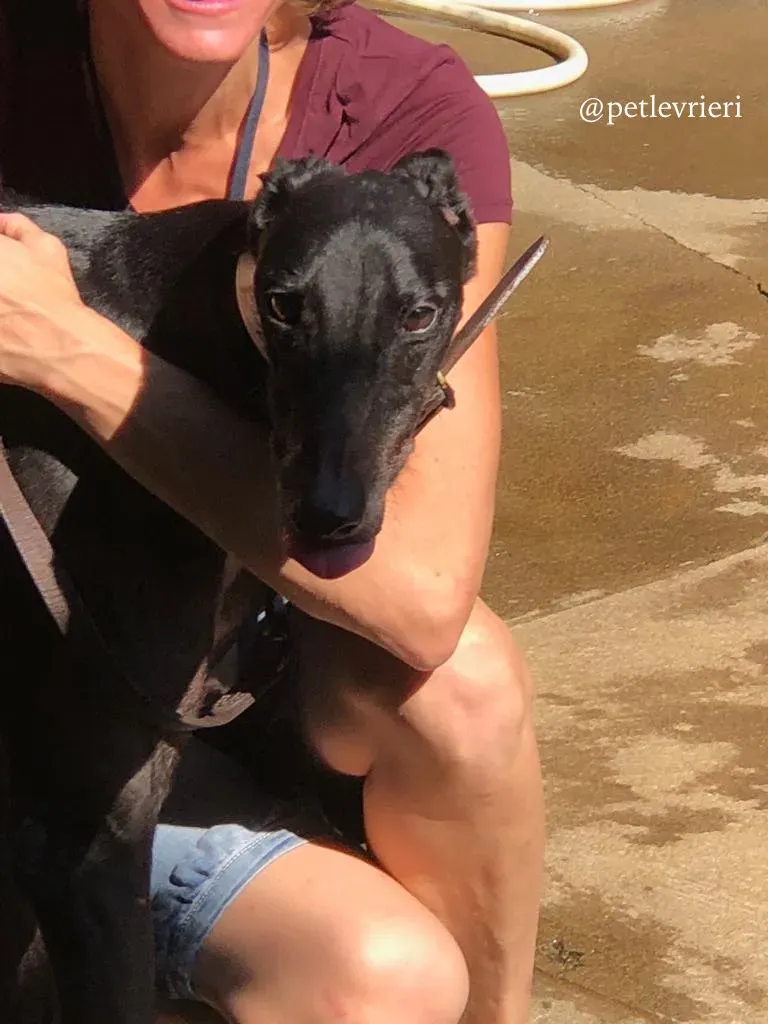 4 greatidol.com adozione greyhound macao