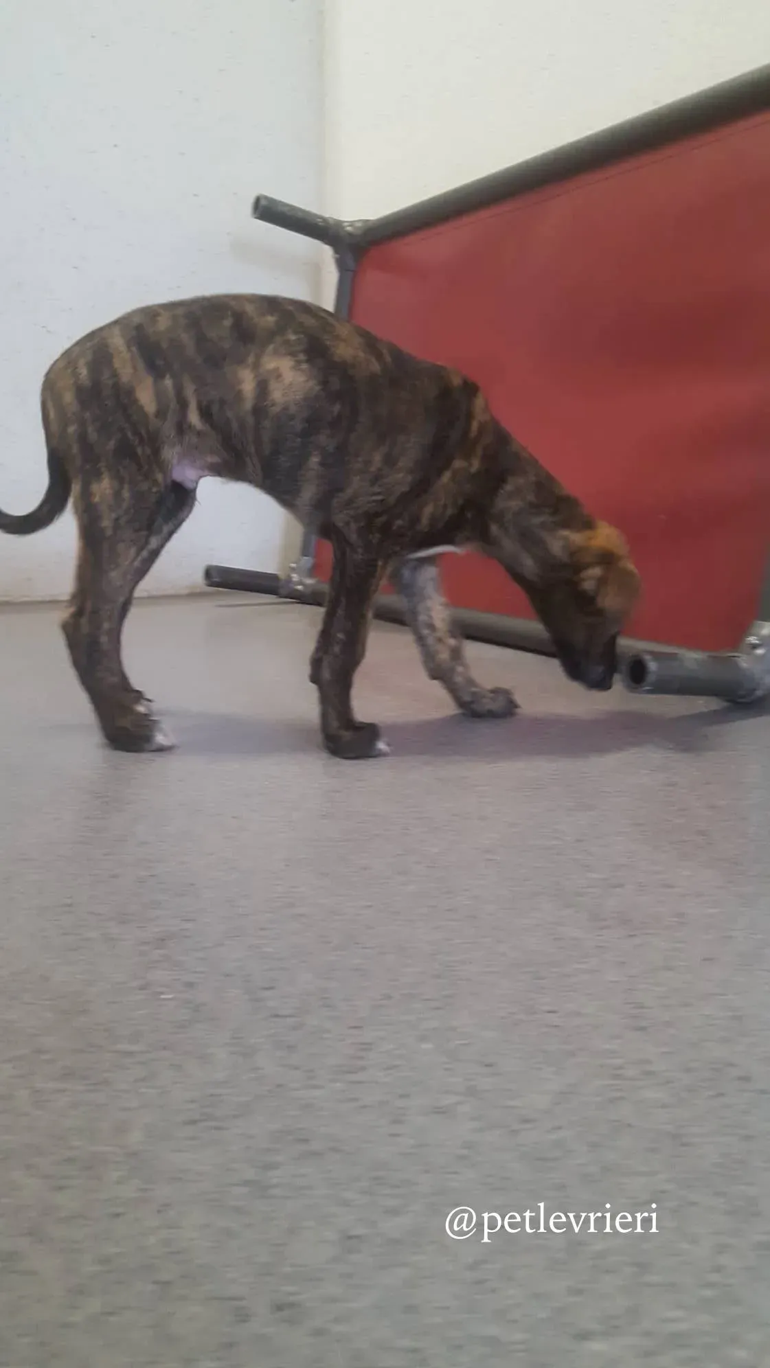 4 gus adozione levrieri greyhound