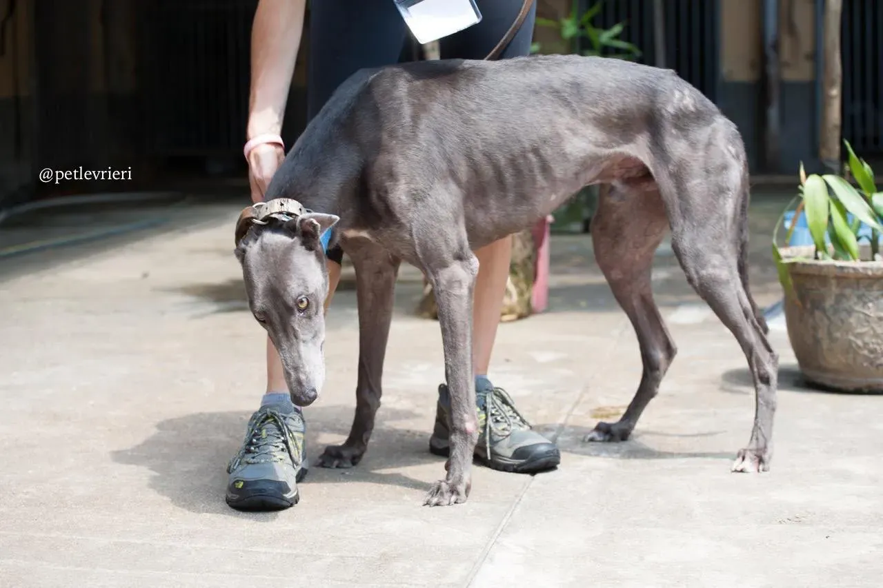 4 hacker adozione greyhound macao