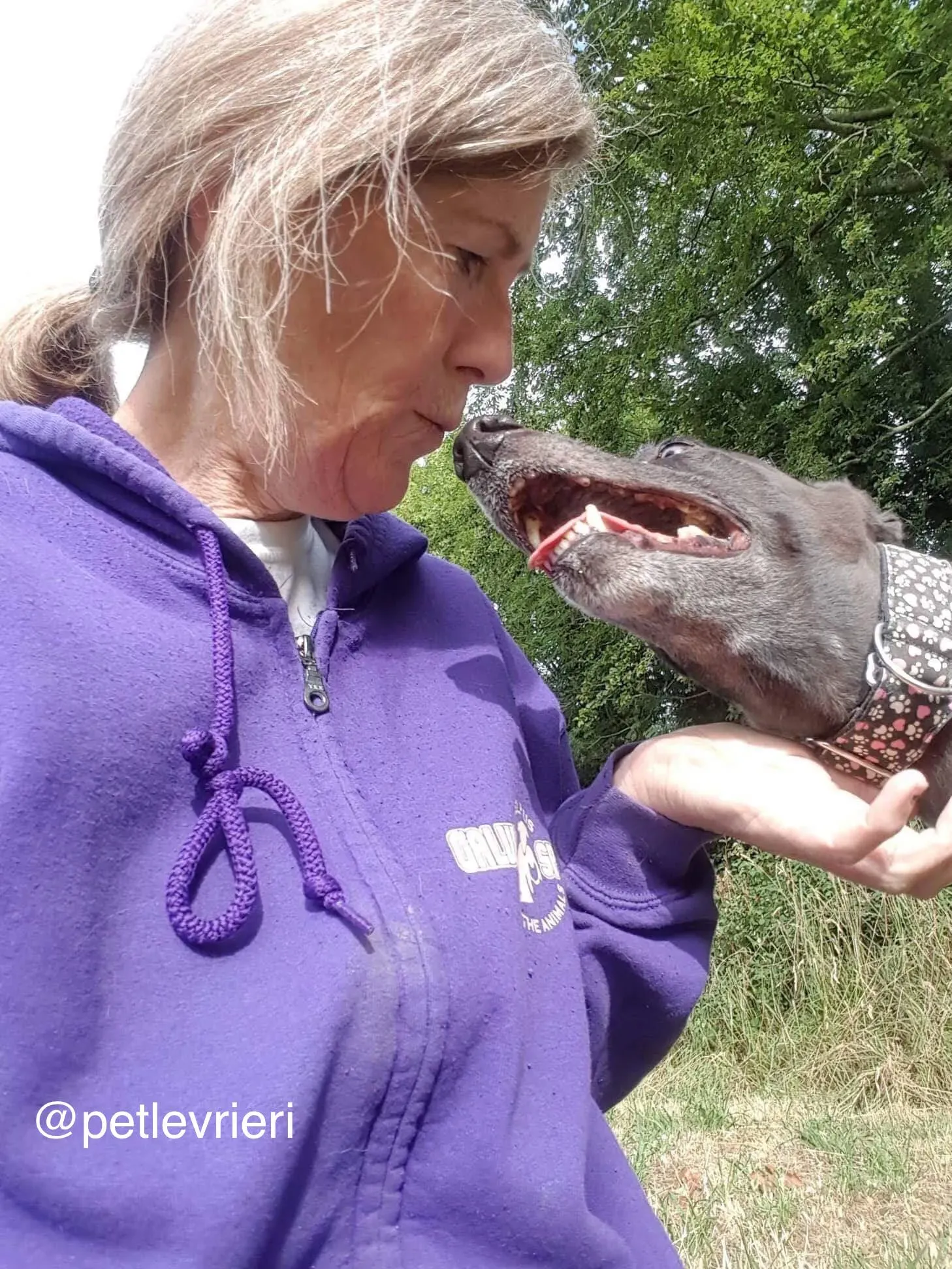 4 halla adozione levrieri greyhound