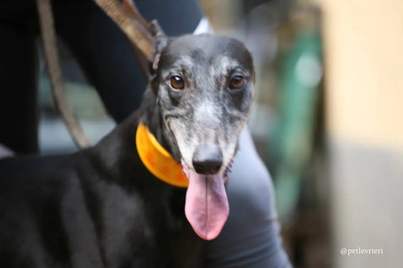 4 hang kei star adozione greyhound macao