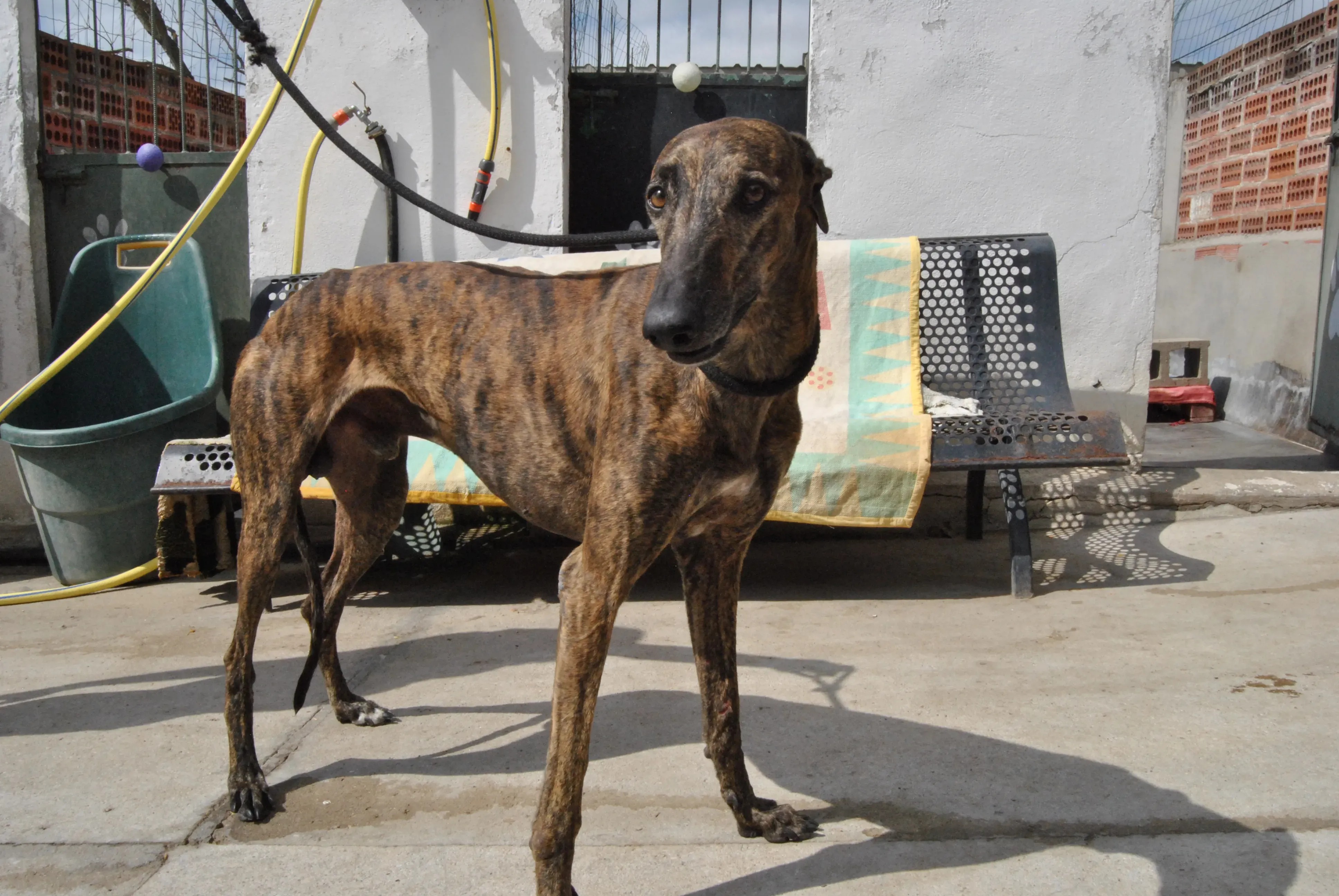 4 hercules adozione levrieri galgo