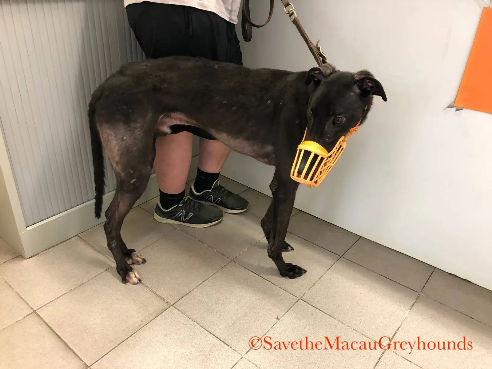 4 high mantenace adozione greyhound macao