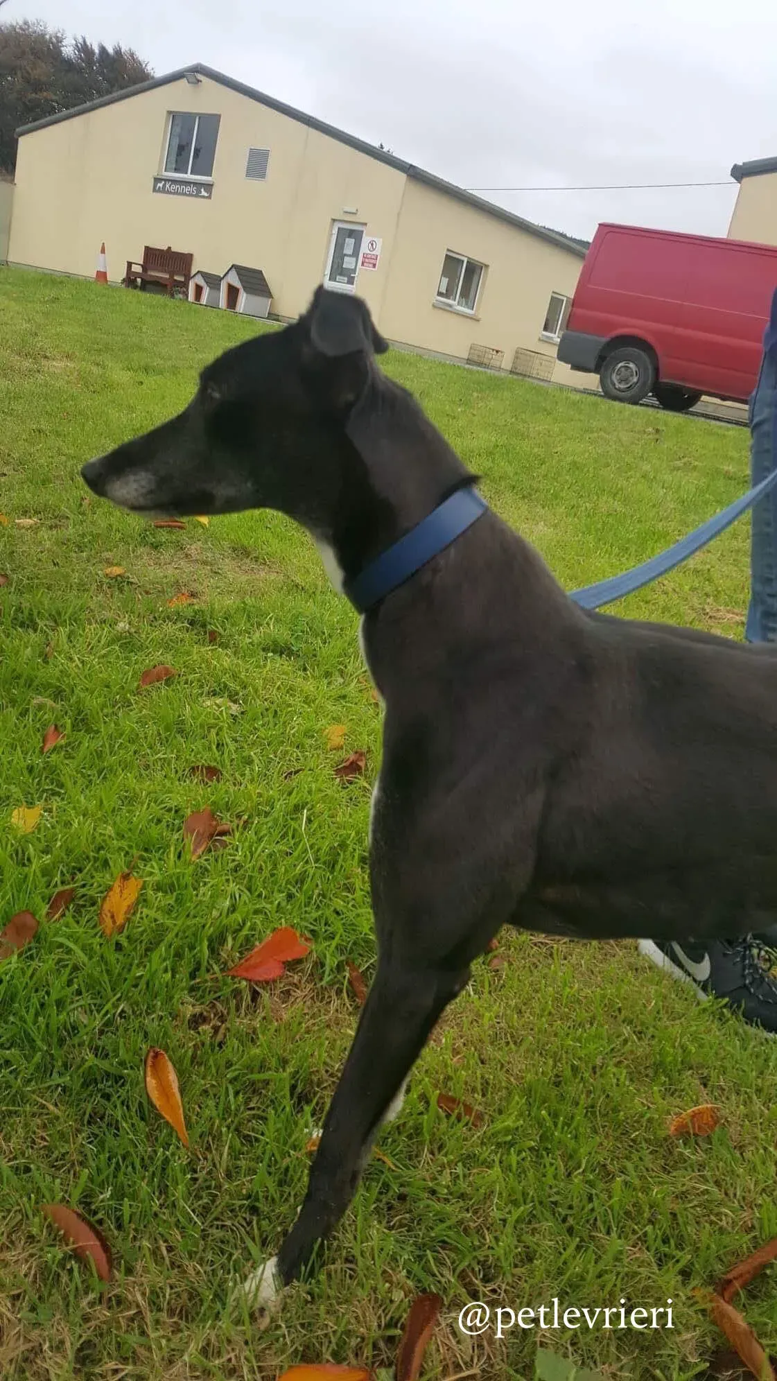 4 hilary adozione levrieri greyhound