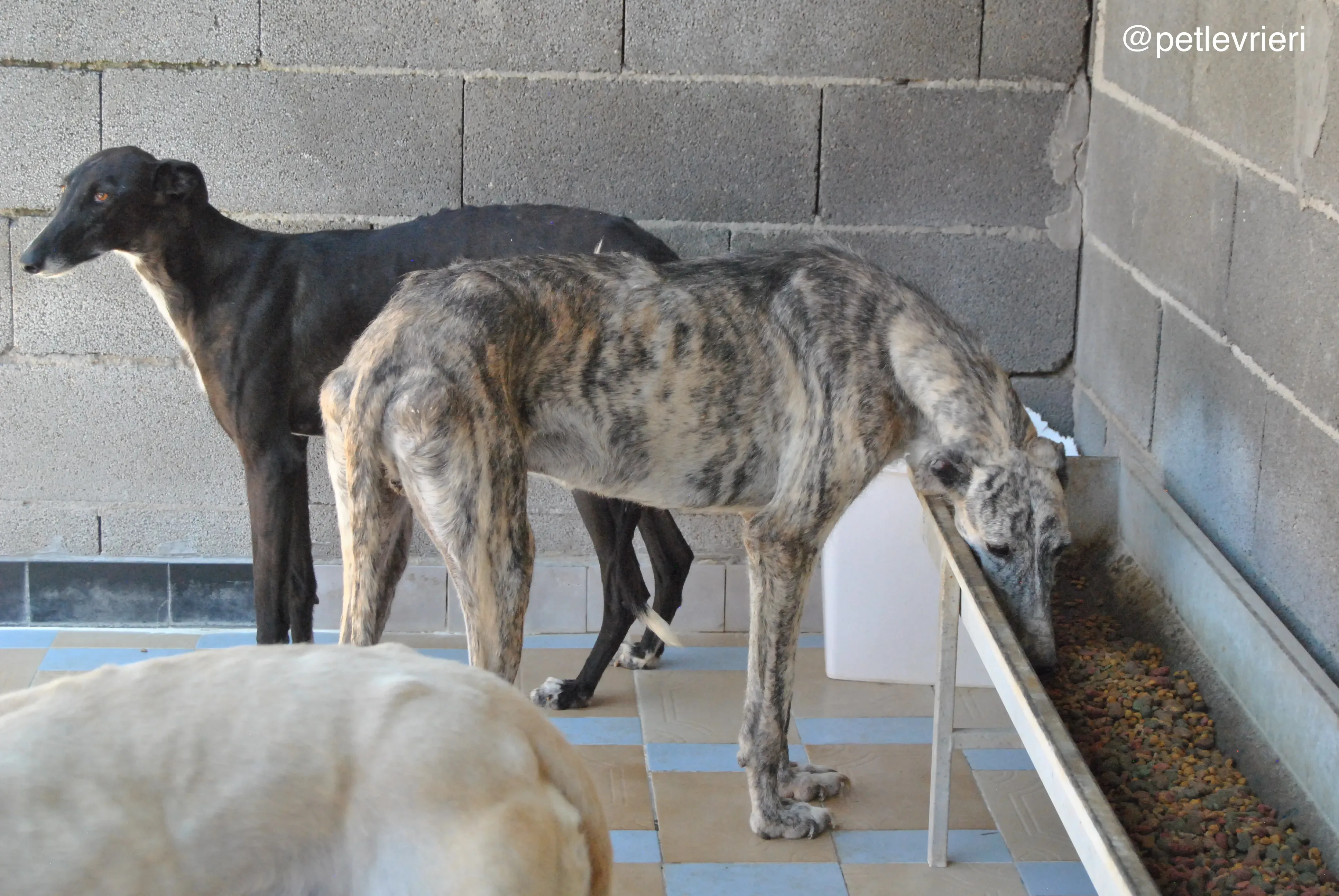 4 hispano adozione levrieri galgo