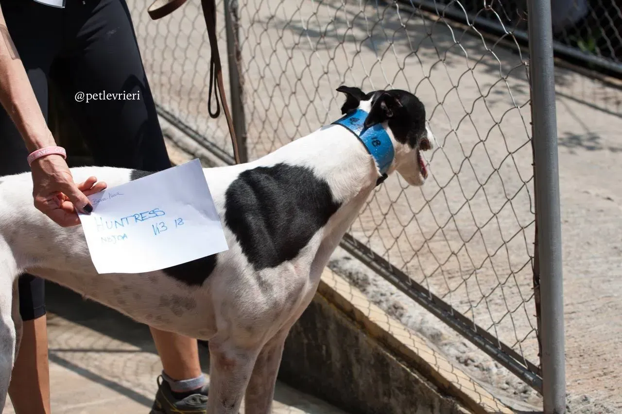 4 huntress adozione greyhound macao