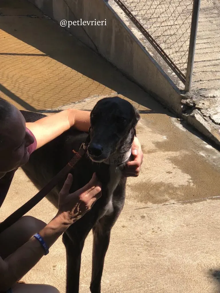 4 hurcan adozione greyhound macao