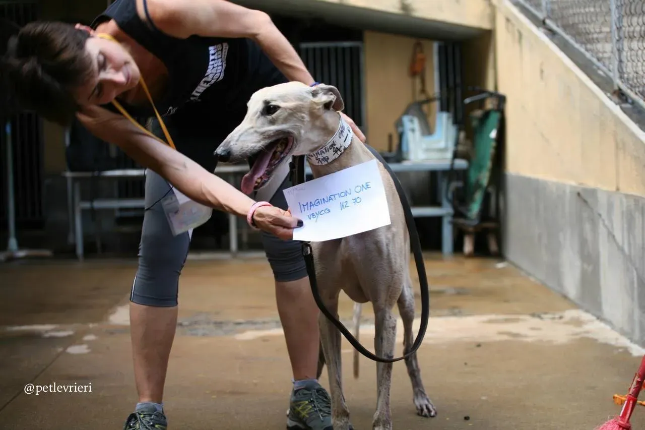 4 imagination one adozione greyhound macao