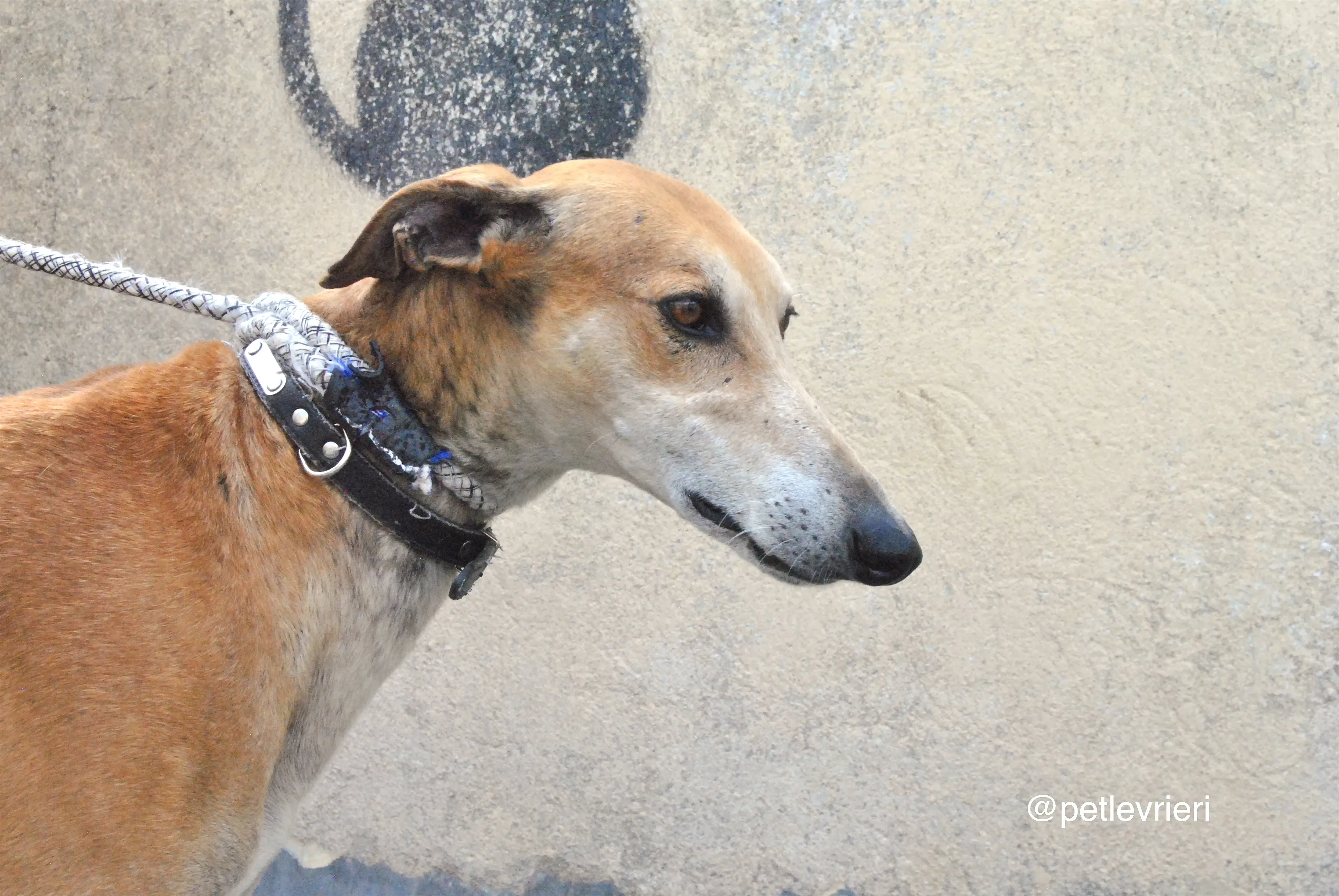 4 imperio adozione levrieri galgo