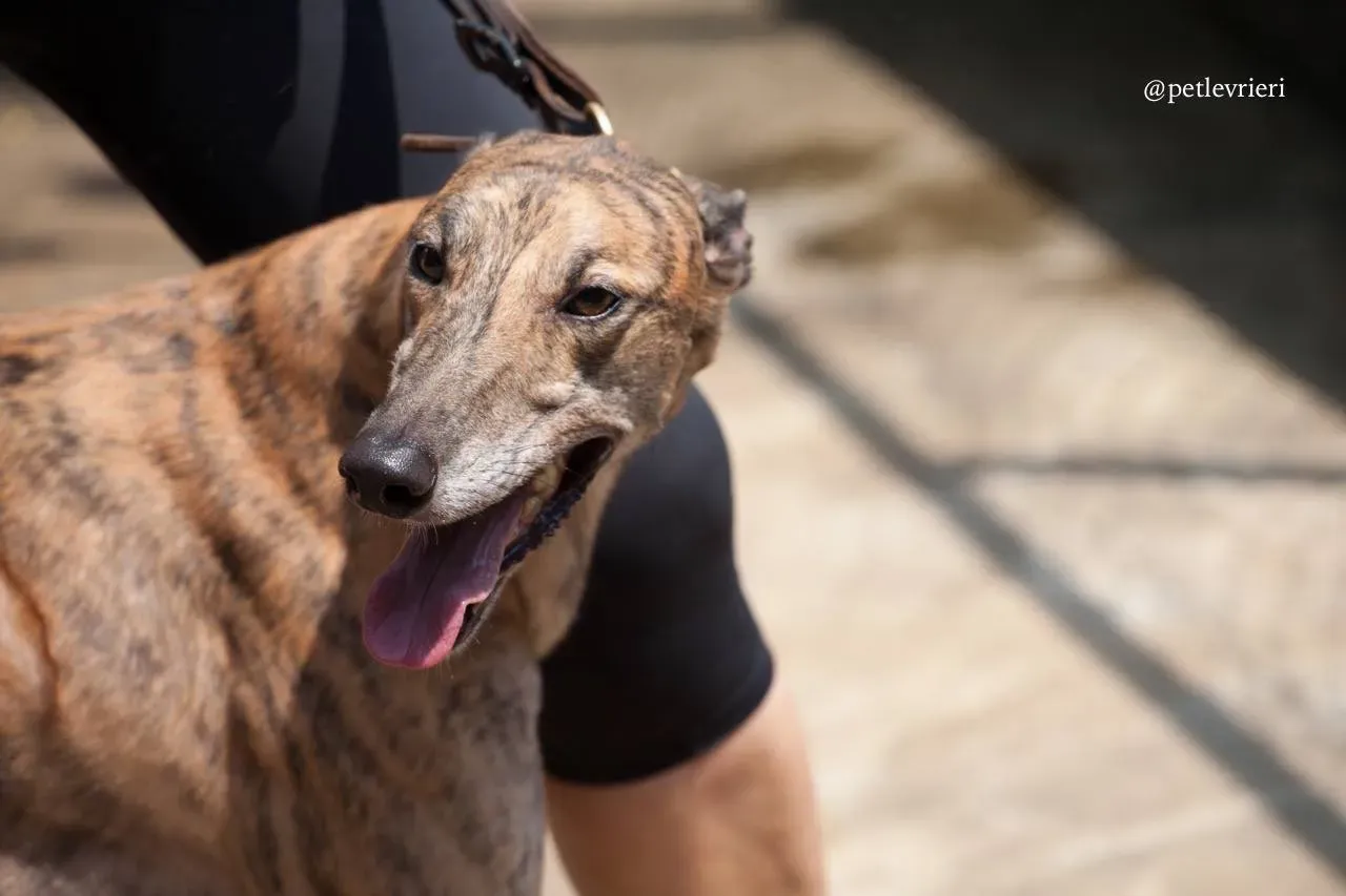 4 infinite tron adozione greyhound macao