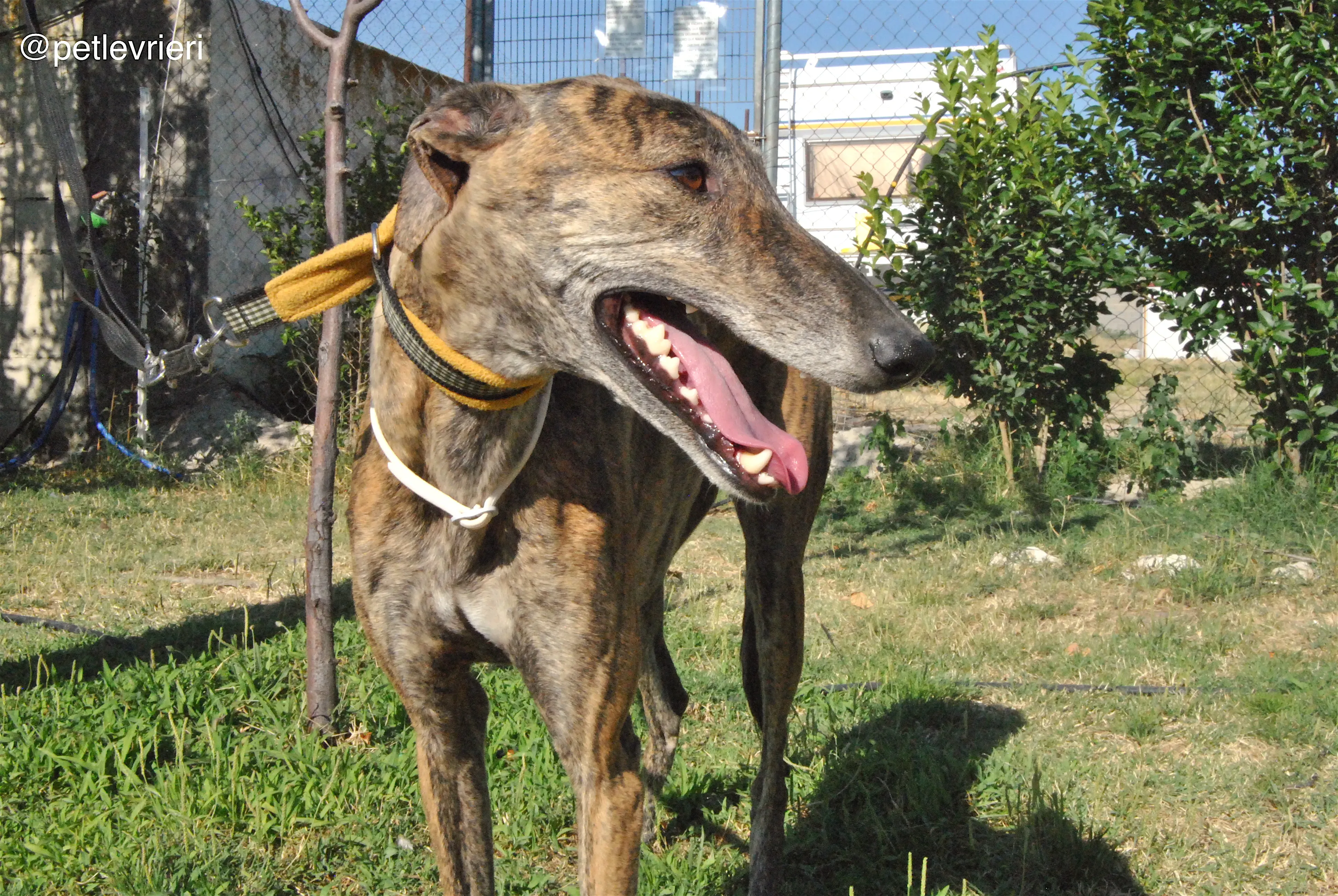 4 jara adozione levrieri galgo 1