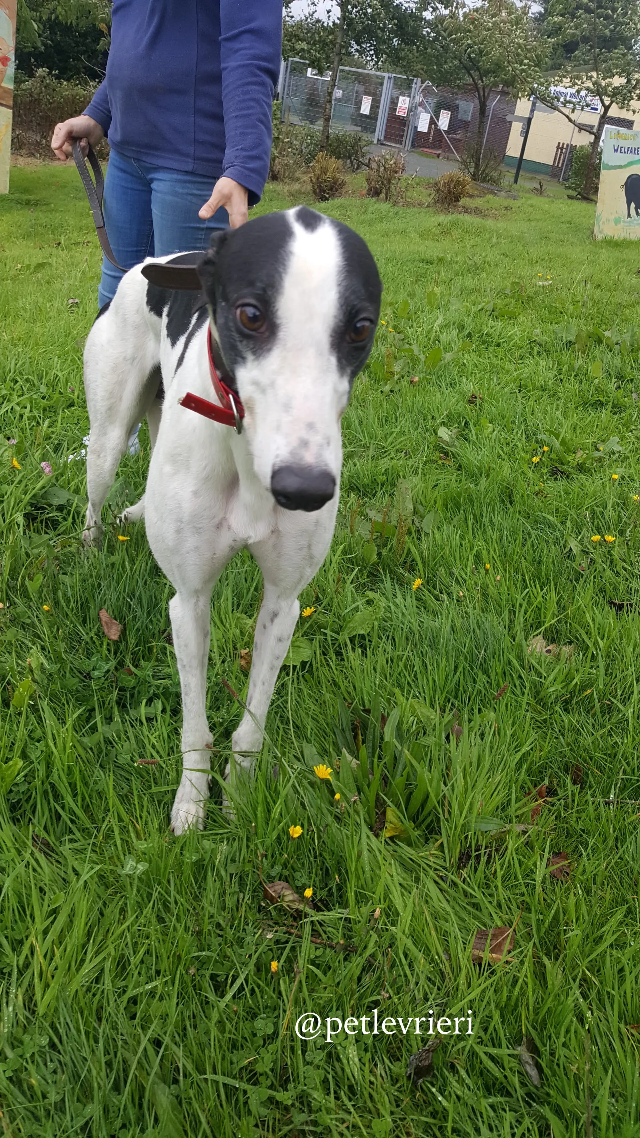 4 jay adozione greyhound