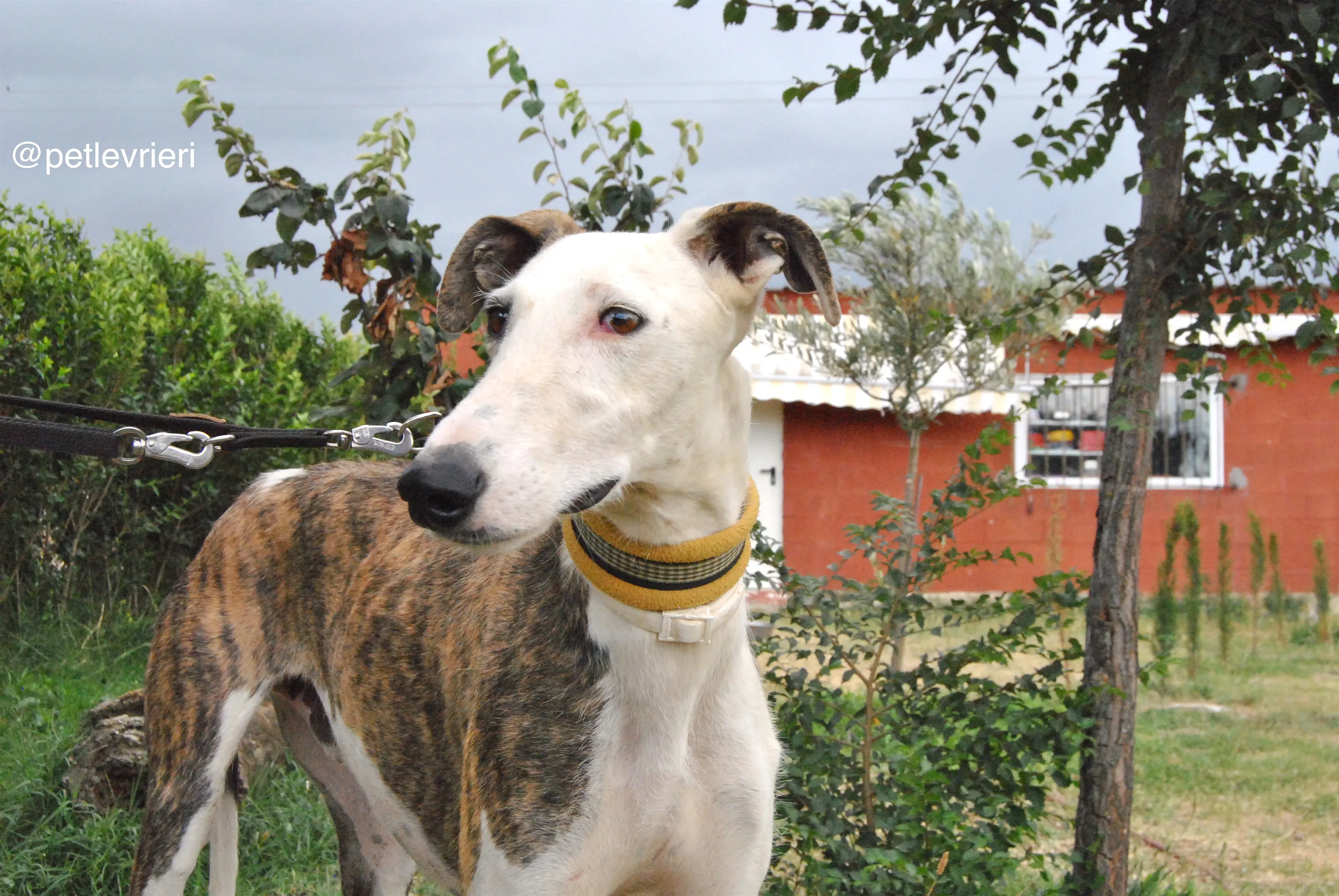4 josua adozione levrieri galgo