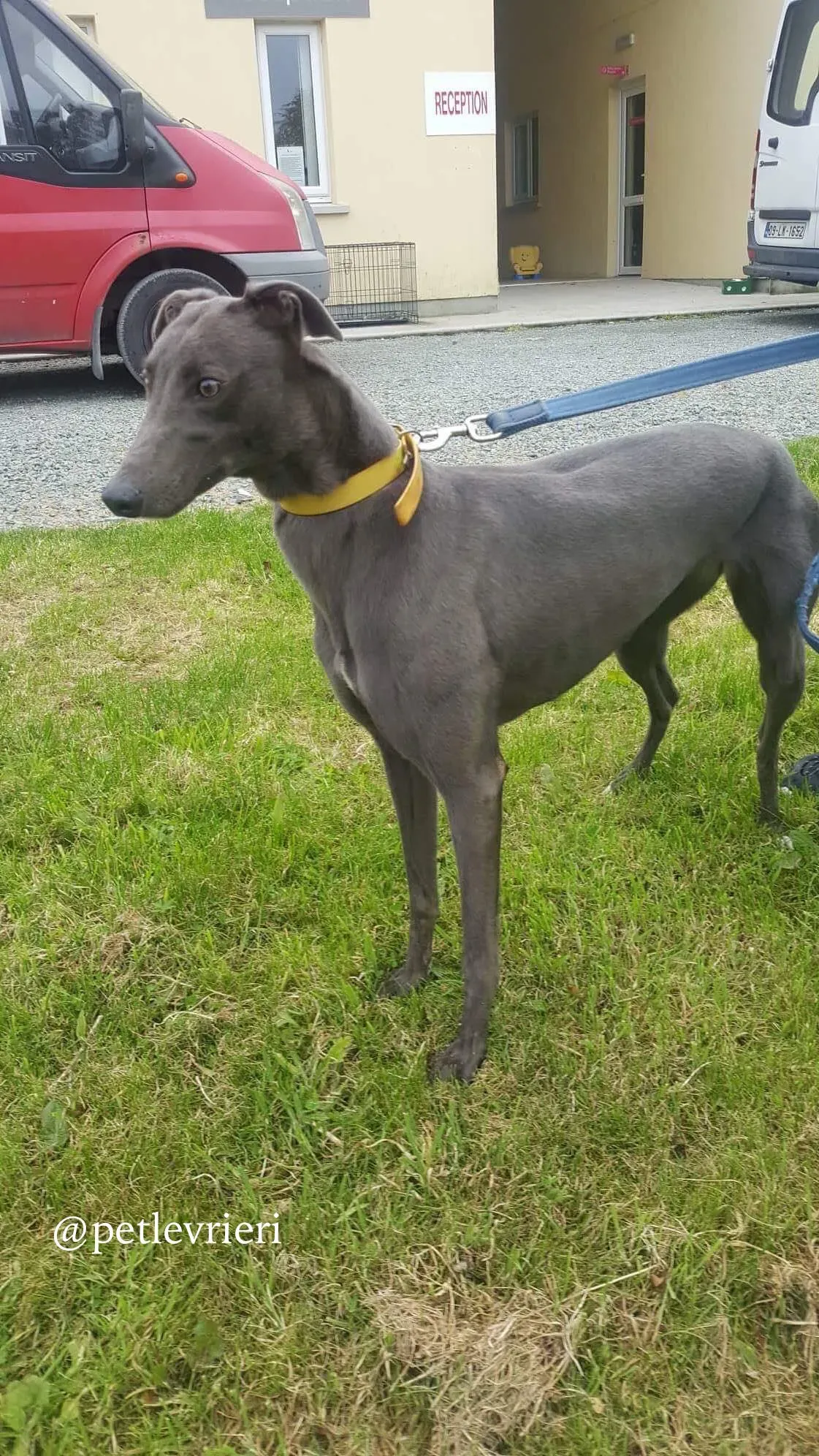 4 joy adozione levrieri greyhound