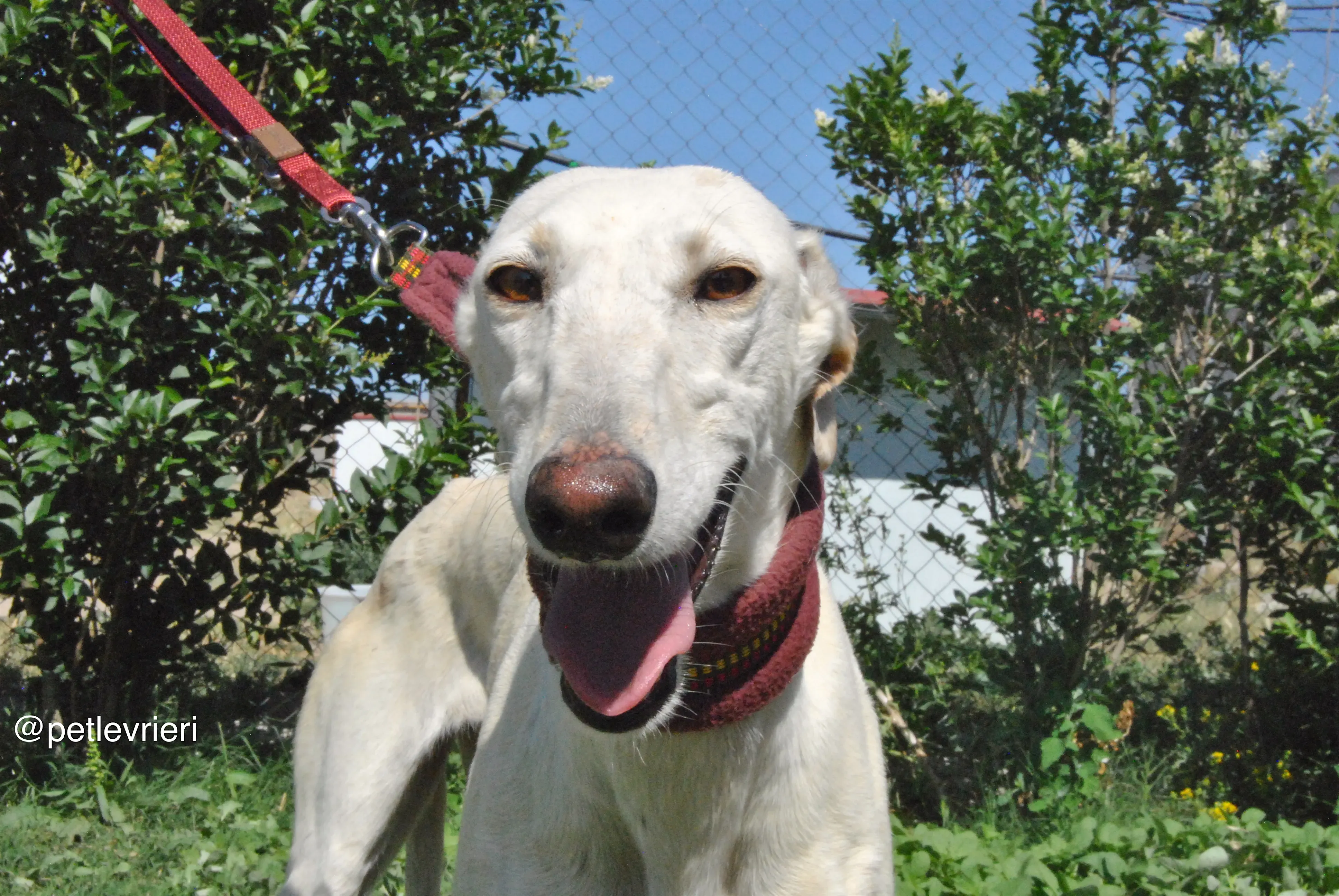 4 laila adozione levrieri galgo