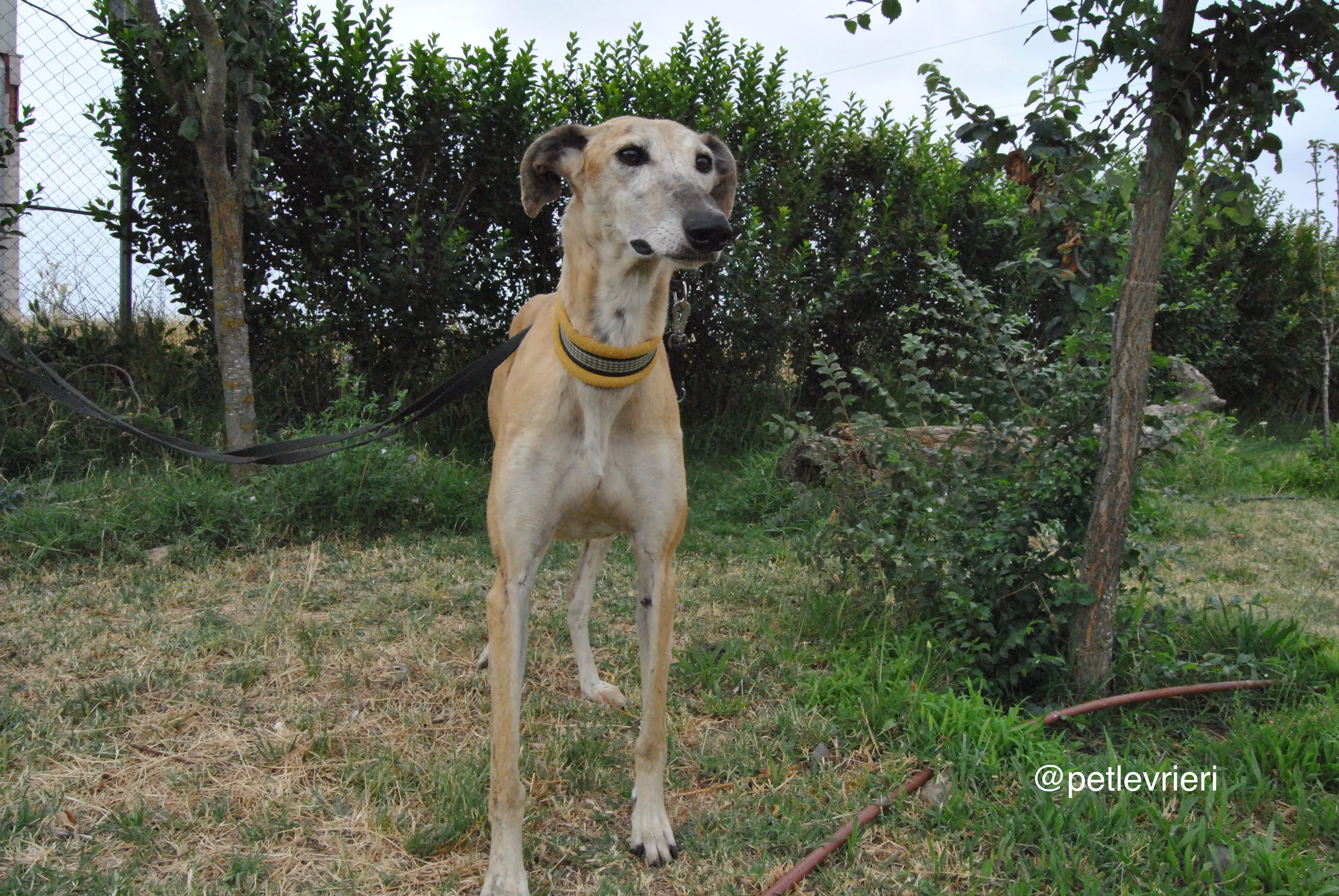 4 lambie adozione levrieri galgo