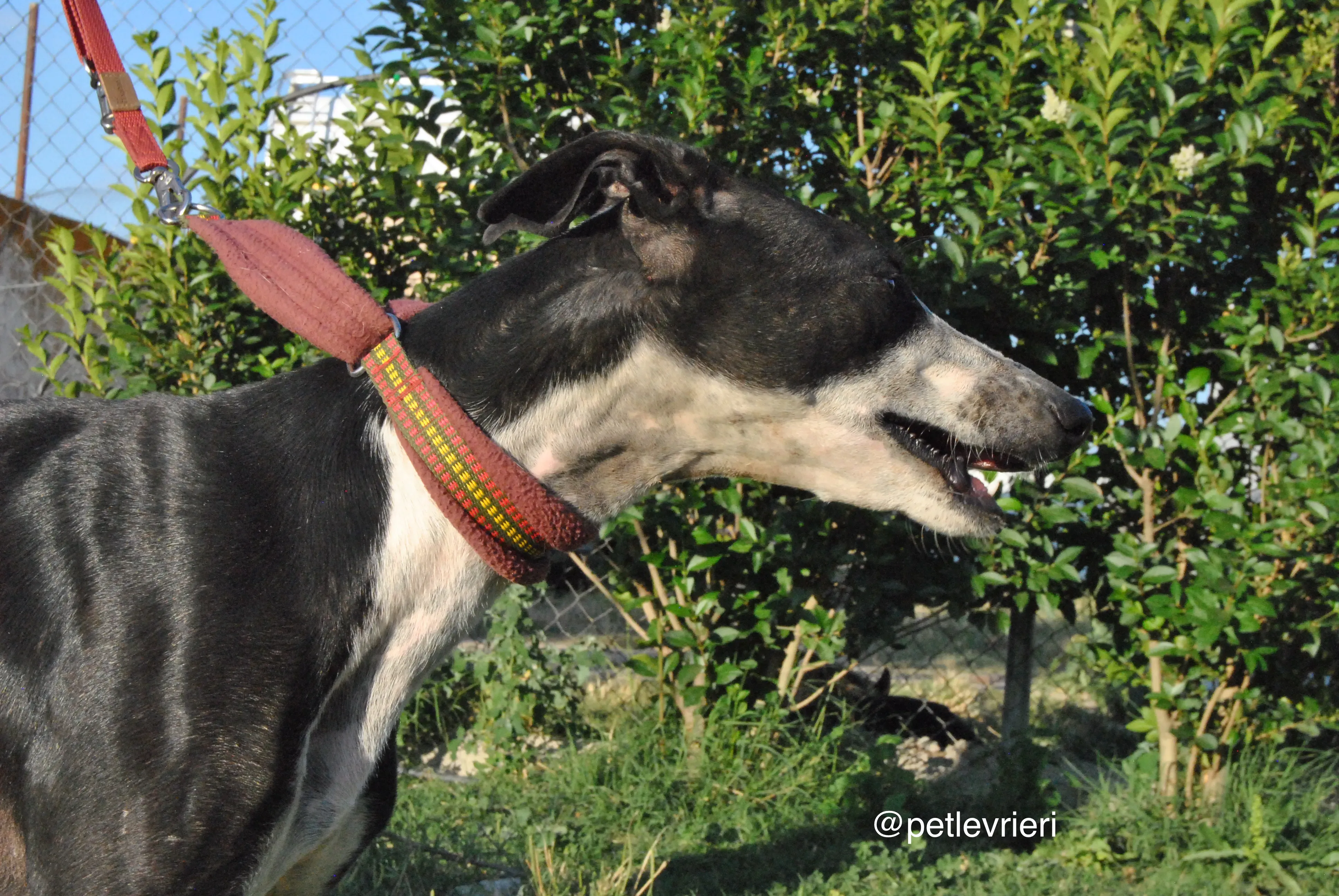 4 lili adozione levrieri galgo