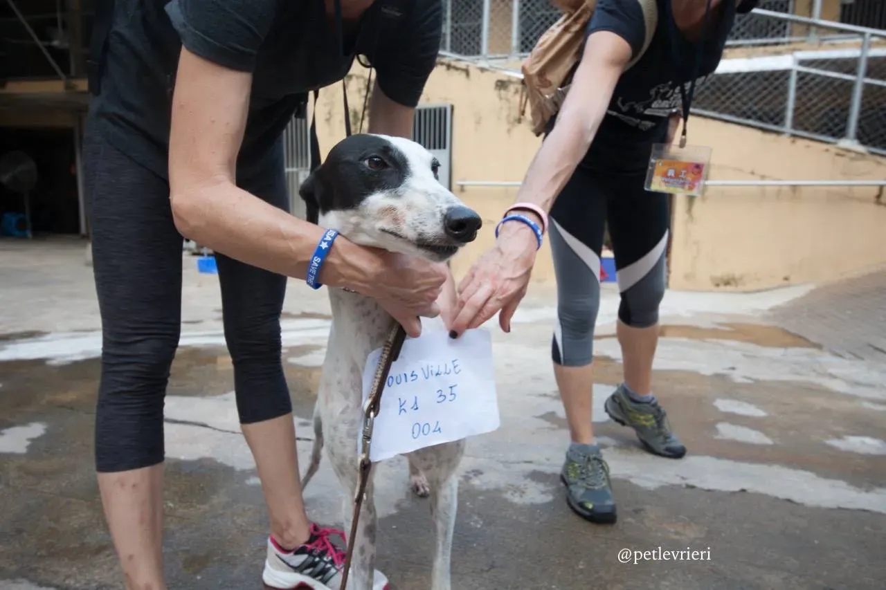 4 louisville swish adozione greyhound macao 1