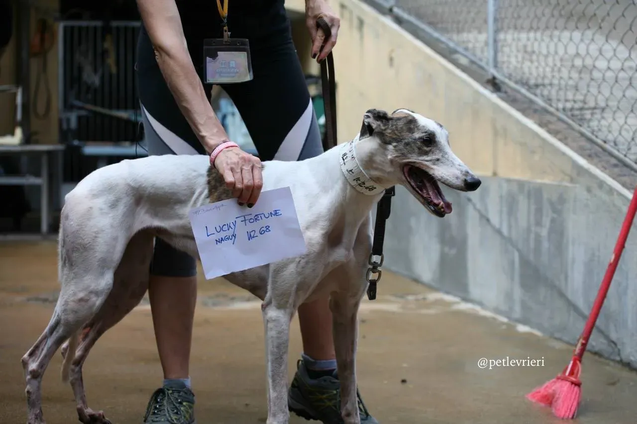 4 lucky fortune adozione greyhound macao