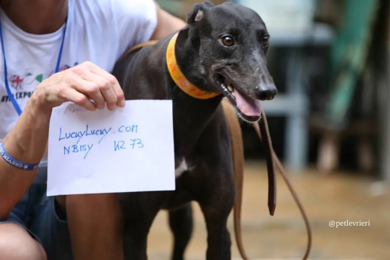 4 luckylucky.com adozione greyhound macao