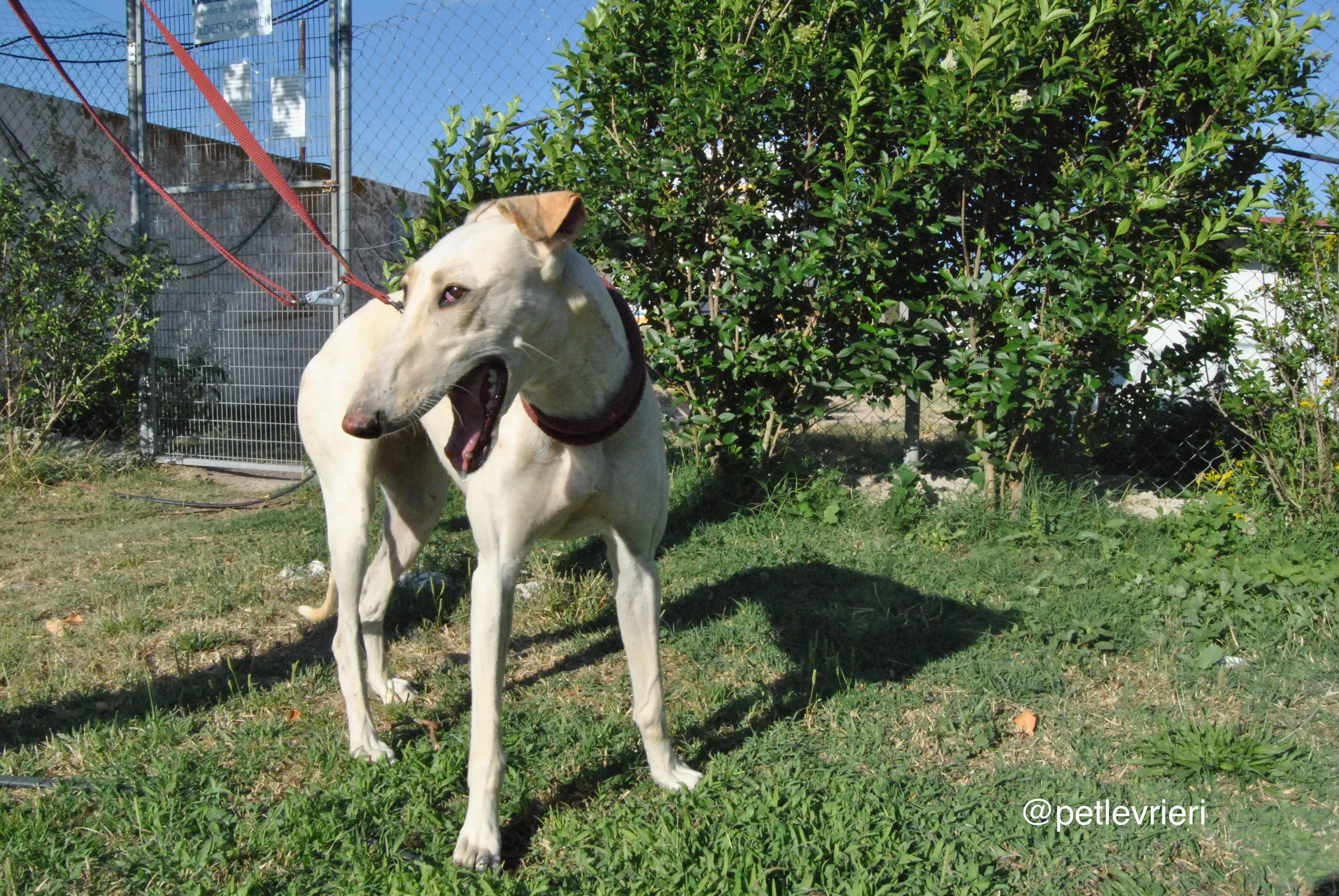 4 mari adozione levrieri galgo